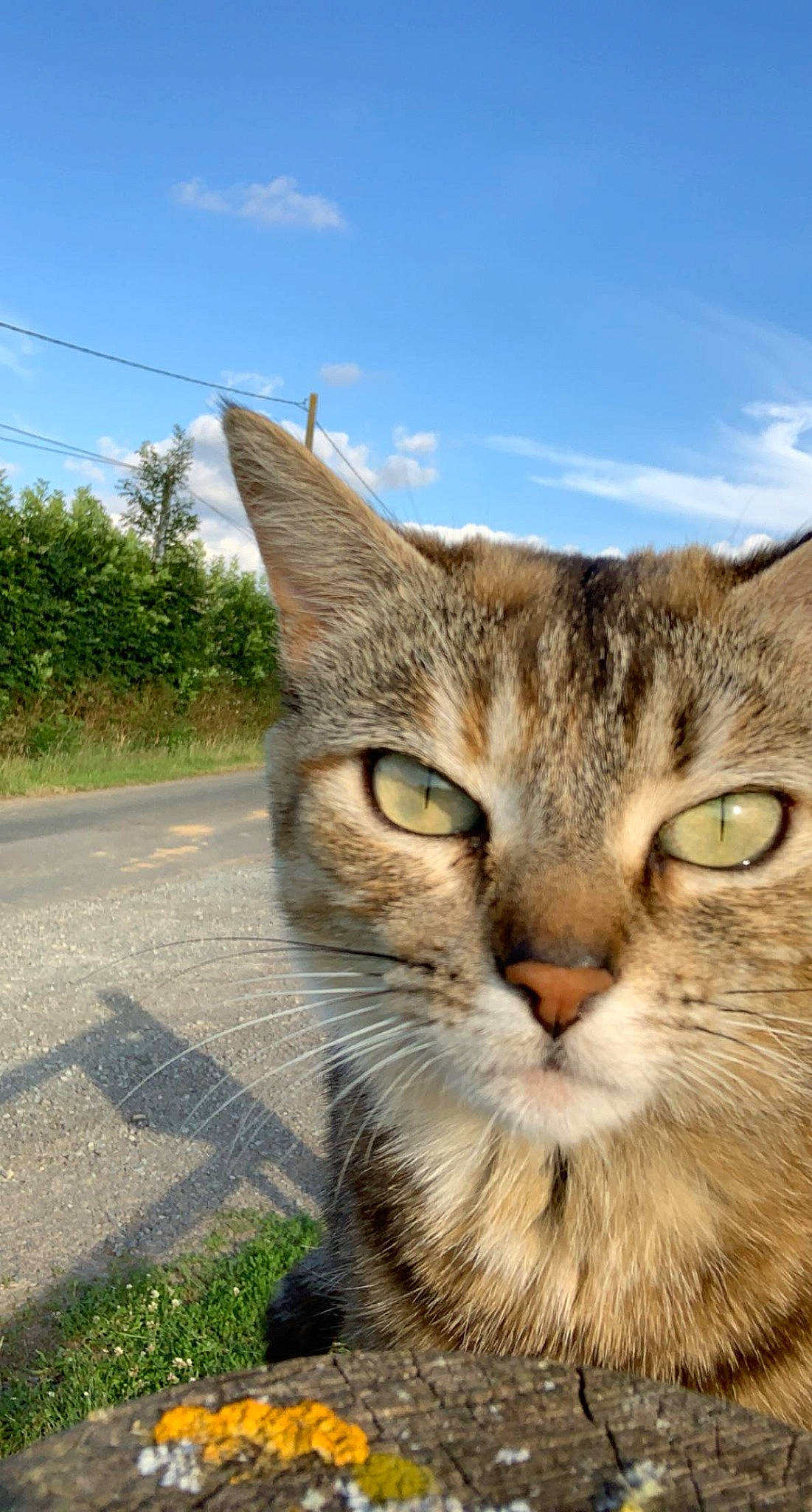 Nodka a rejoint le concours — aidez-le/la à gagner de superbes lots ! asphalt, carnivore, cat, cloud, domestic_short_haired_cat, felidae, fur, grass, landscape, paw, plant, road_surface, sky, small_to_medium_sized_cats, snout, terrestrial_animal, tree, whiskers, wildlife, window