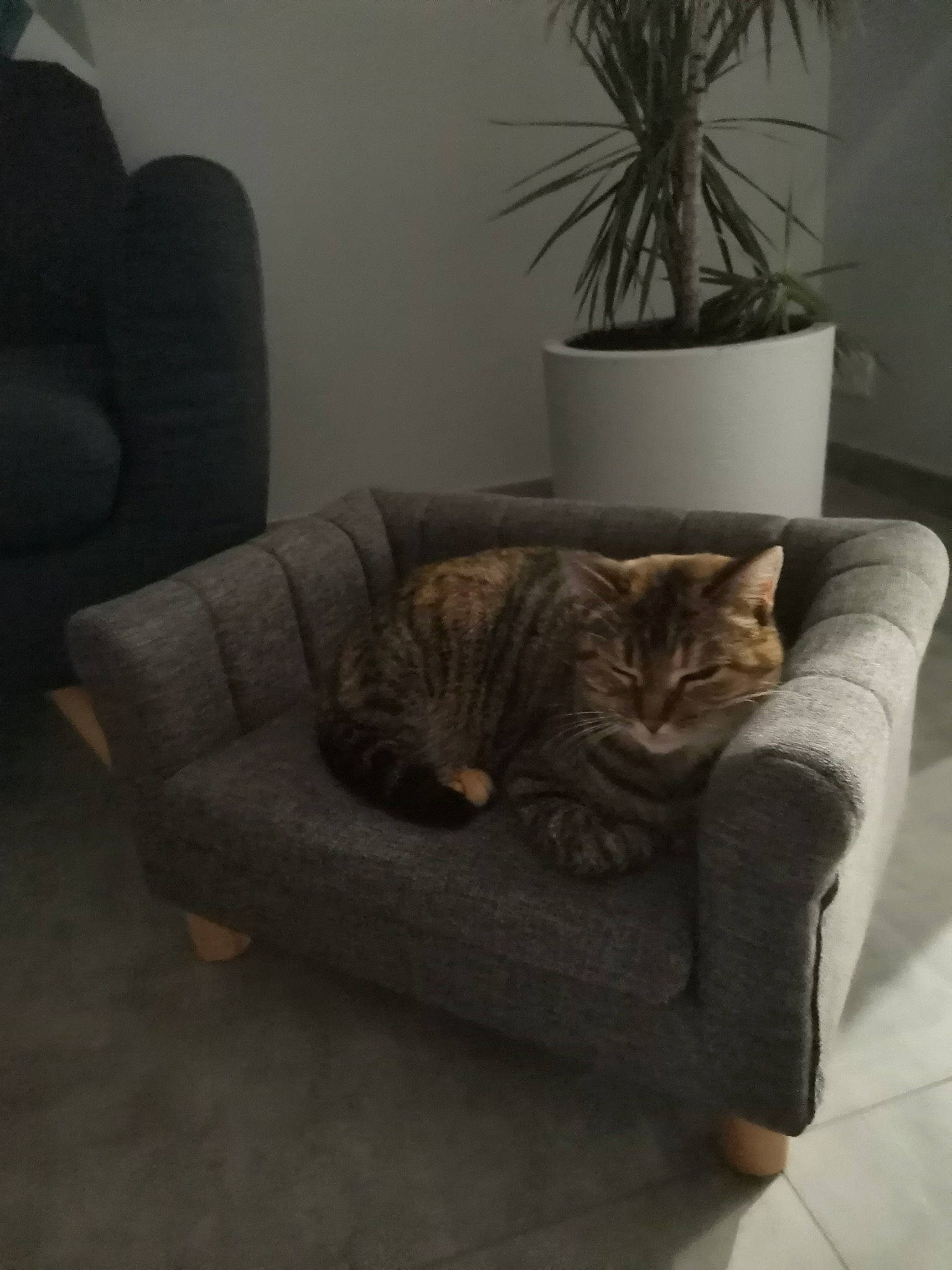 Nodka a rejoint le concours — aidez-le/la à gagner de superbes lots ! carnivore, cat, comfort, couch, felidae, floor, flooring, flowerpot, fur, furniture, grey, hardwood, houseplant, living_room, plant, room, small_to_medium_sized_cats, tail, whiskers, wood
