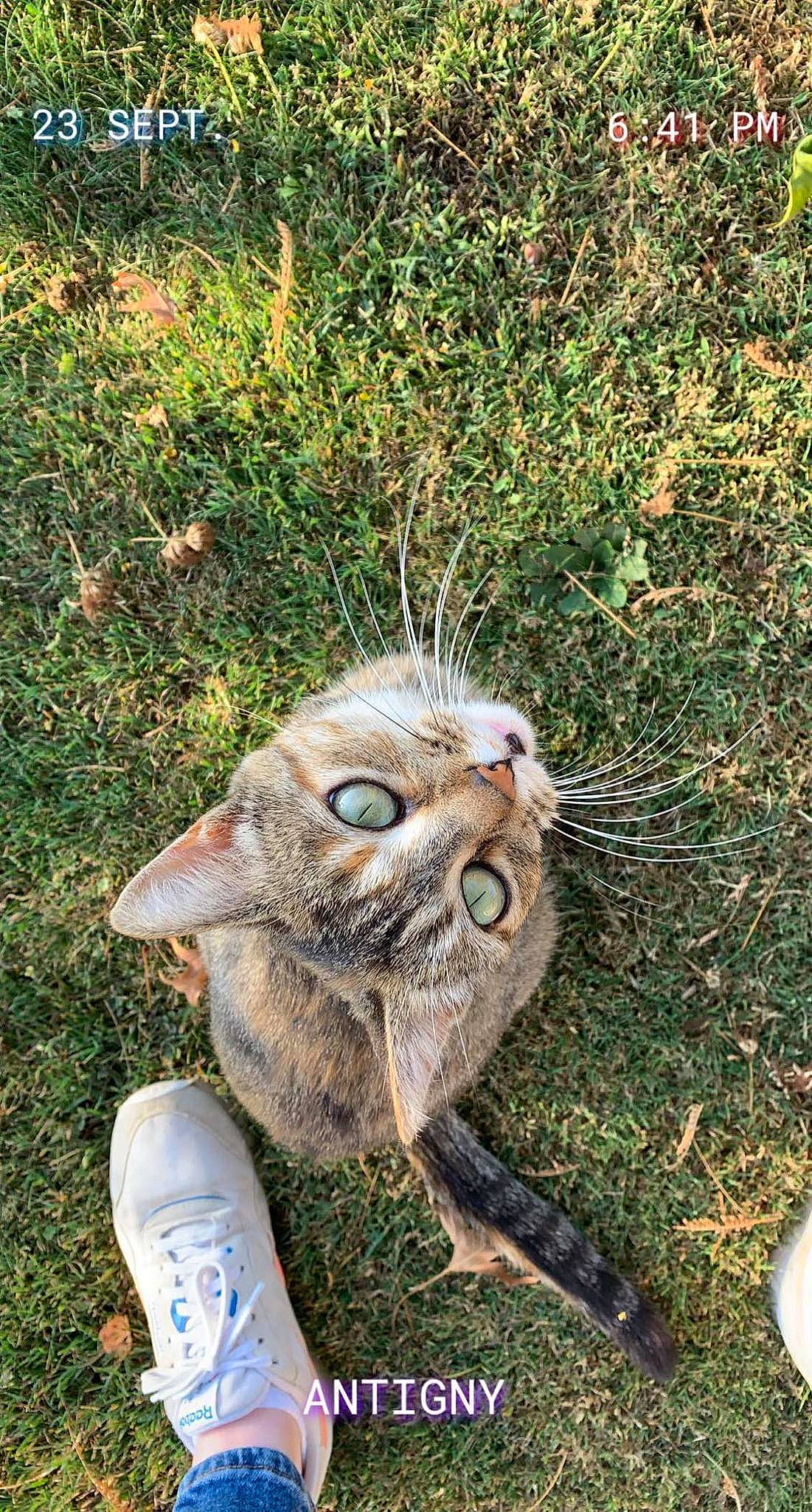 Nodka a rejoint le concours — aidez-le/la à gagner de superbes lots ! art, carnivore, cat, domestic_short_haired_cat, fawn, felidae, fur, grass, grass_family, groundcover, lawn_ornament, plant, small_to_medium_sized_cats, snout, soil, tail, terrestrial_animal, tree, trunk, whiskers