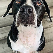 Bootsie joined the competition — help win amazing prizes! dog, black_and_white, close_up, brown_eyes, looking_up, floor, wooden_floor, pet, canine, whiskers, ears, nose, fur, sitting, indoor, animal, mammal, portrait, expression, hopeful