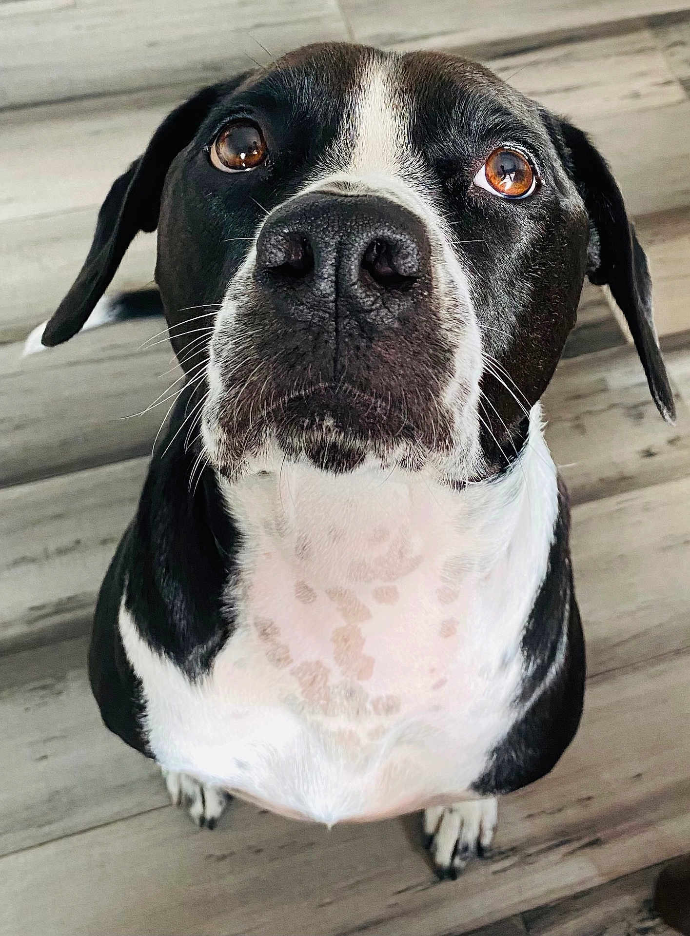 Bootsie joined the competition — help win amazing prizes! dog, black_and_white, close_up, brown_eyes, looking_up, floor, wooden_floor, pet, canine, whiskers, ears, nose, fur, sitting, indoor, animal, mammal, portrait, expression, hopeful
