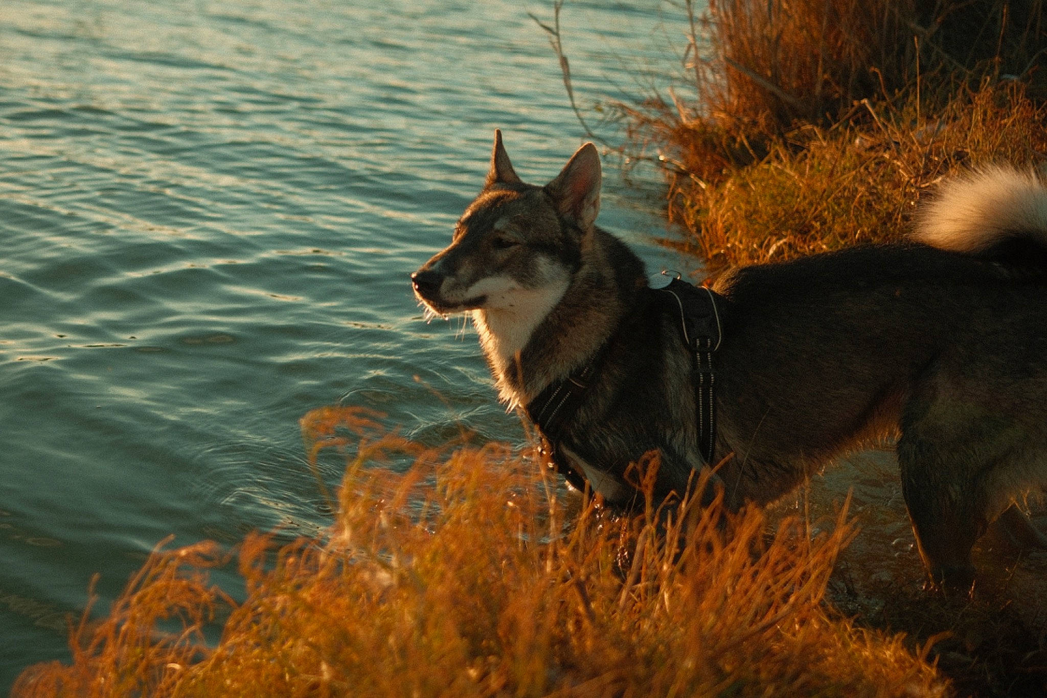 Yuriy a rejoint le concours — aidez-le/la à gagner de superbes lots ! canidae, canis, carnivore, dog, dog_breed, dog_hiking, fawn, fox, grass, grassland, lake, sled_dog, sporting_group, tail, terrestrial_animal, vertebrate, water, wildlife, winter, wolf