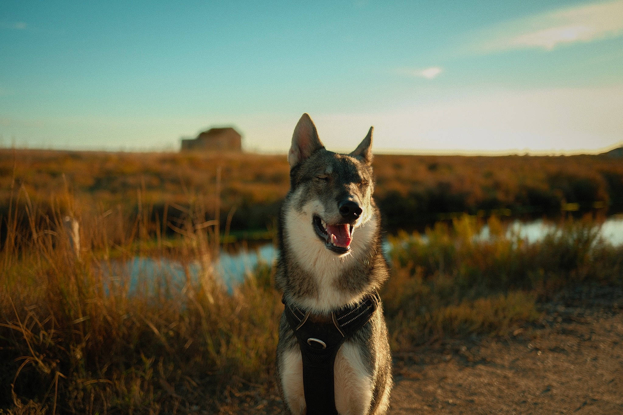 Yuriy a rejoint le concours — aidez-le/la à gagner de superbes lots ! canidae, canis, carnivore, cloud, dog, dog_breed, fang, flash_photography, grass, grassland, happy, landscape, natural_landscape, people_in_nature, sky, snout, sporting_group, terrestrial_animal, wilderness, wolf
