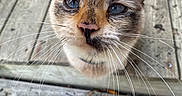 Mocha is registered to the contest to win money with this photo: cat, blue_eyes, whiskers, close_up, curious, outdoor, wooden_planks, pet, animal, feline, face, ears, fur, nose, tabby, cute, domestic_cat, looking_up, portrait, nature