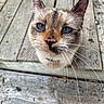 cat, blue_eyes, whiskers, close_up, curious, outdoor, wooden_planks, pet, animal, feline, face, ears, fur, nose, tabby, cute, domestic_cat, looking_up, portrait, nature