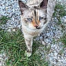 cat, animal, outdoor, grass, gravel, blue_eyes, fur, whiskers, pet, nature, mammal, curious, close_up, ground, small_animal, walking, cute, looking_up, domestic_cat, portrait