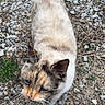 cat, calico_cat, animal, pet, outdoor, gravel, grass, fur, whiskers, ears, tail, curious, looking_up, footwear, shoe, nature, ground, mammal, walking, domestic_animal