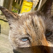 Mocha joined the competition — help win amazing prizes! cat, close_up, blue_eyes, ears, fur, animal, pet, outdoor, sunlight, blurred_background, yellow_object, curious, mammal, whiskers, portrait, face, feline, nature, daylight, domestic_animal