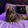 cat, gray_cat, bed, pillow, leopard_print, pink_floyd_pillow, tapestry, celestial, star, moon, purple_light, indoor, furniture, feline, resting, cozy, animal, pet, soft, decor