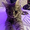 Biscuit joined the competition — help win amazing prizes! cat, tabby, bed, pillow, leopard_print, blanket, purple_lighting, indoor, pet, feline, close_up, stretching, animal, cute, soft_light, furniture, home, cozy, relaxing, fur