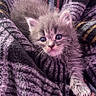 Biscuit is registered to the contest to win money with this photo: kitten, cat, feline, baby_animal, pet, fluffy, gray, blue_eyes, blanket, cozy, soft, cute, small, paw, fur, resting, indoors, comfort, warmth, snuggle