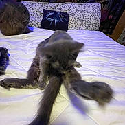 Biscuit is registered to the contest to win money with this photo: cat, bed, pillow, leopard_print, tapestry, indoor, furniture, animal, pet, fur, white_bedspread, blurry, gray_cat, fluffy, resting, grooming, background, decor, room, soft_lighting