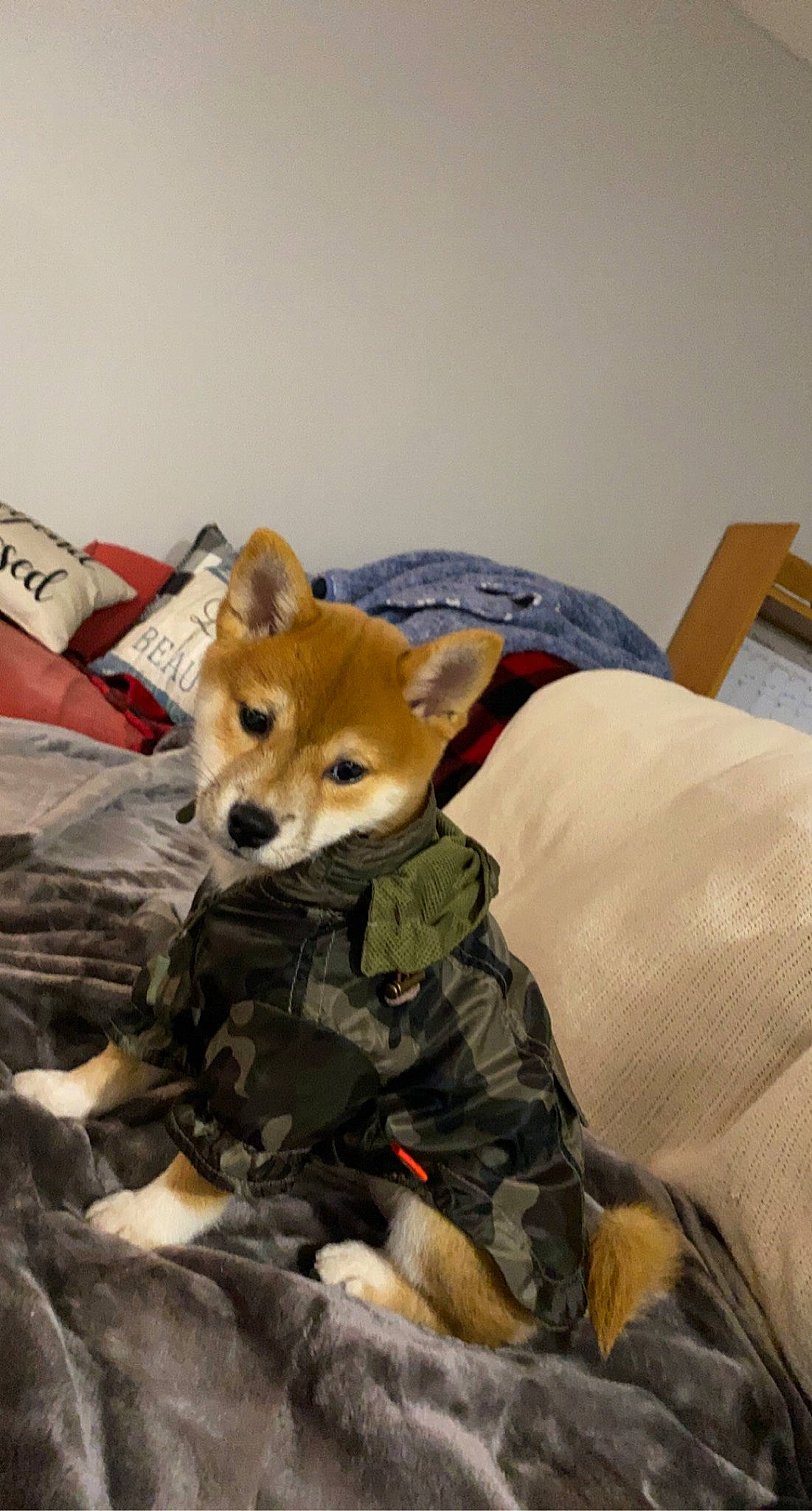 Kerry joined the competition — help win amazing prizes! canidae, canis, carnivore, comfort, companion_dog, dog, dog_breed, dog_supply, fawn, fur, german_spitz_mittel, nap, non_sporting_group, snout, spitz, sporting_group, tail, toy_dog, whiskers, working_animal