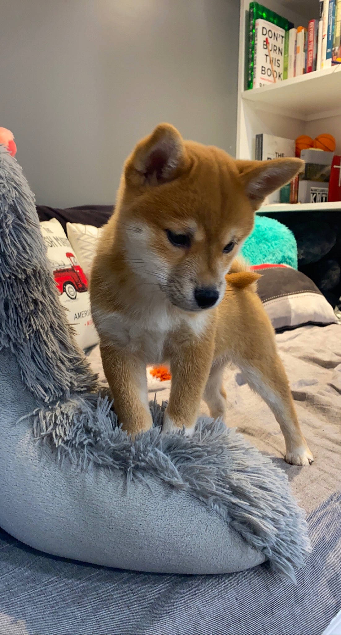 Kerry joined the competition — help win amazing prizes! bookcase, canidae, canis, carnivore, companion_dog, dingo, dog, dog_breed, fawn, fur, non_sporting_group, shelf, shelving, snout, spitz, sporting_group, tail, terrestrial_animal, whiskers, working_animal