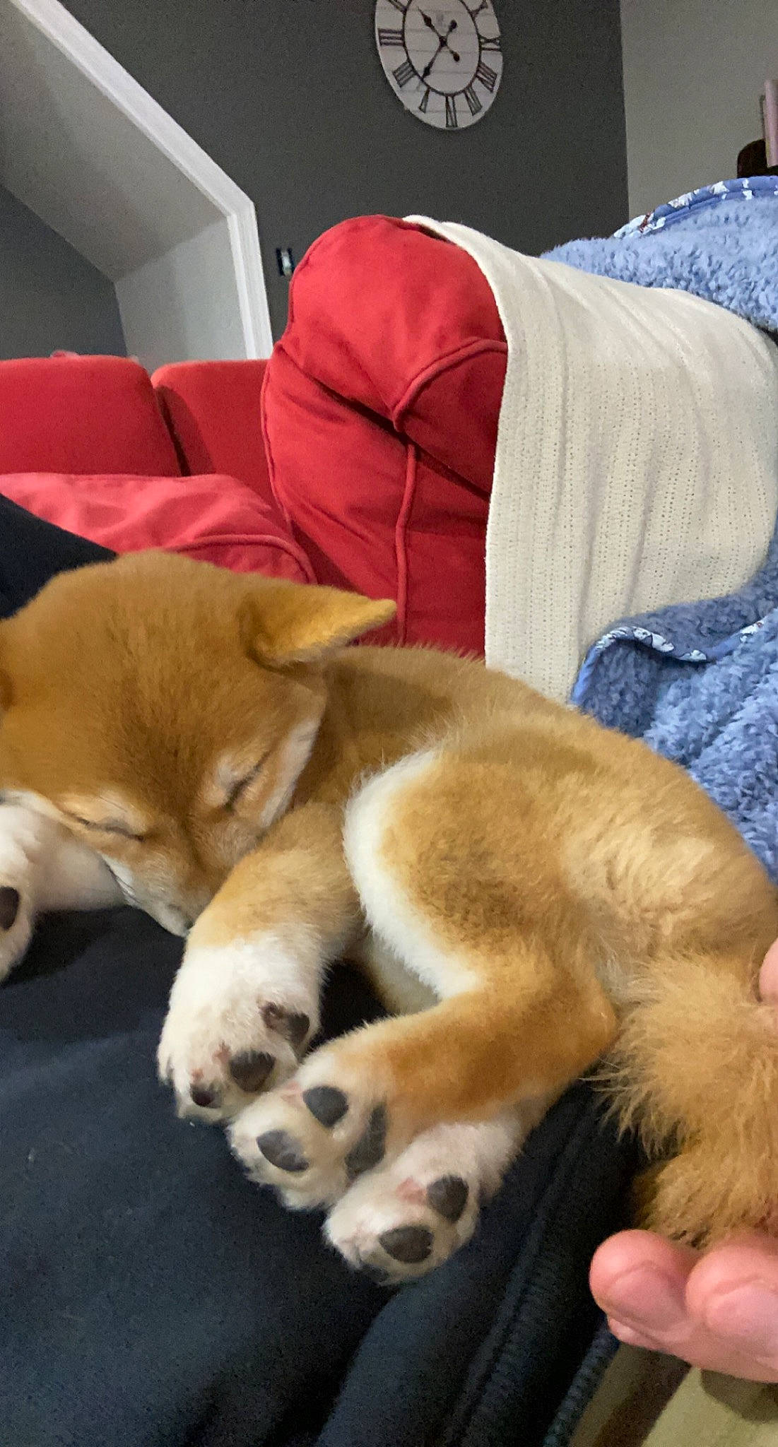 Kerry is registered to the contest to win money with this photo: canidae, carnivore, claw, comfort, companion_dog, dog, dog_breed, ear, fawn, felidae, fur, linens, nap, paw, snout, sporting_group, tail, terrestrial_animal, whiskers, working_animal