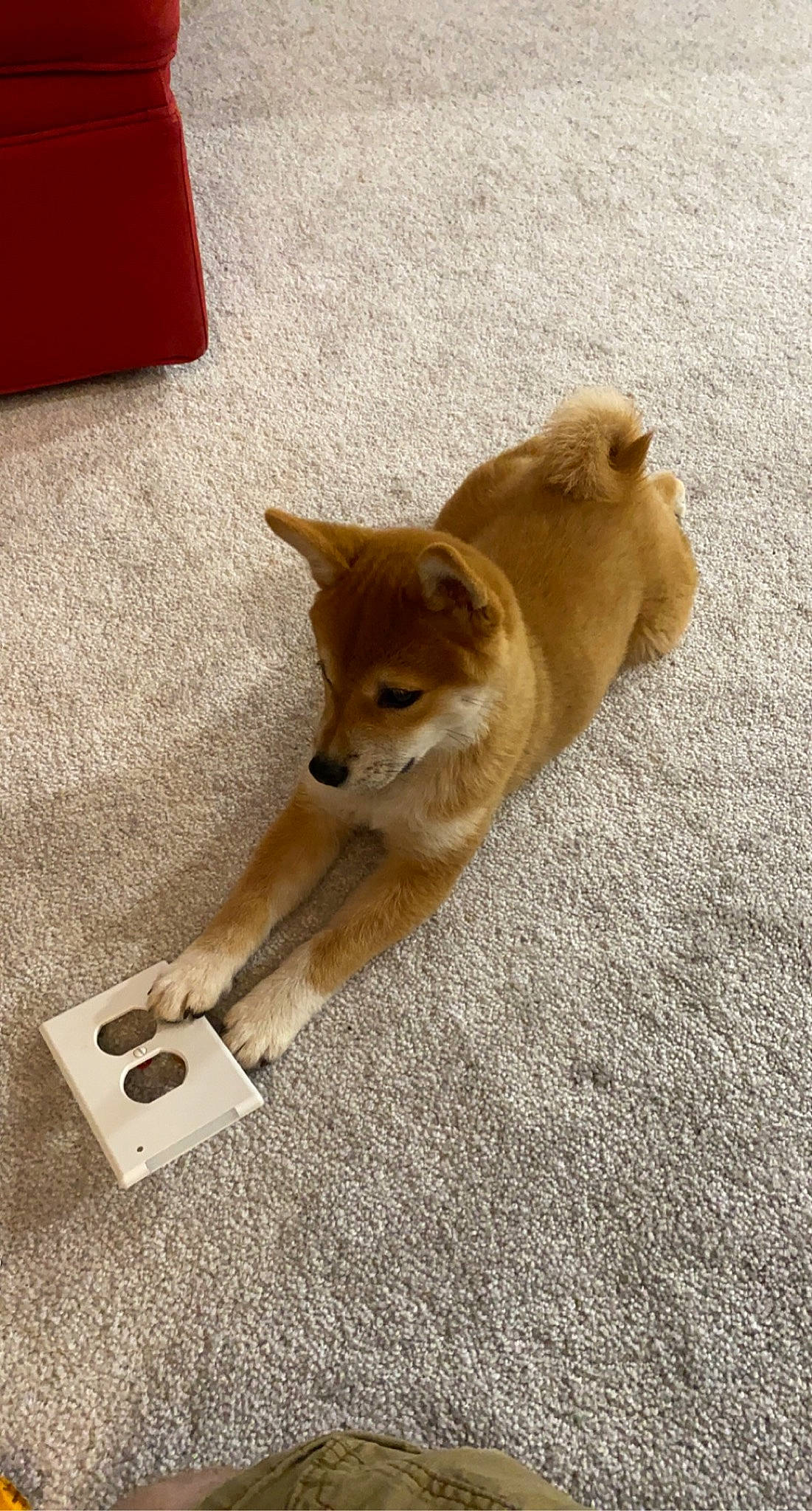 Kerry joined the competition — help win amazing prizes! ancient_dog_breeds, canidae, carnivore, companion_dog, corgi_chihuahua, dog, dog_breed, dog_supply, fawn, flooring, herding_dog, non_sporting_group, paw, road_surface, snout, spitz, sporting_group, tail, terrestrial_animal, working_animal