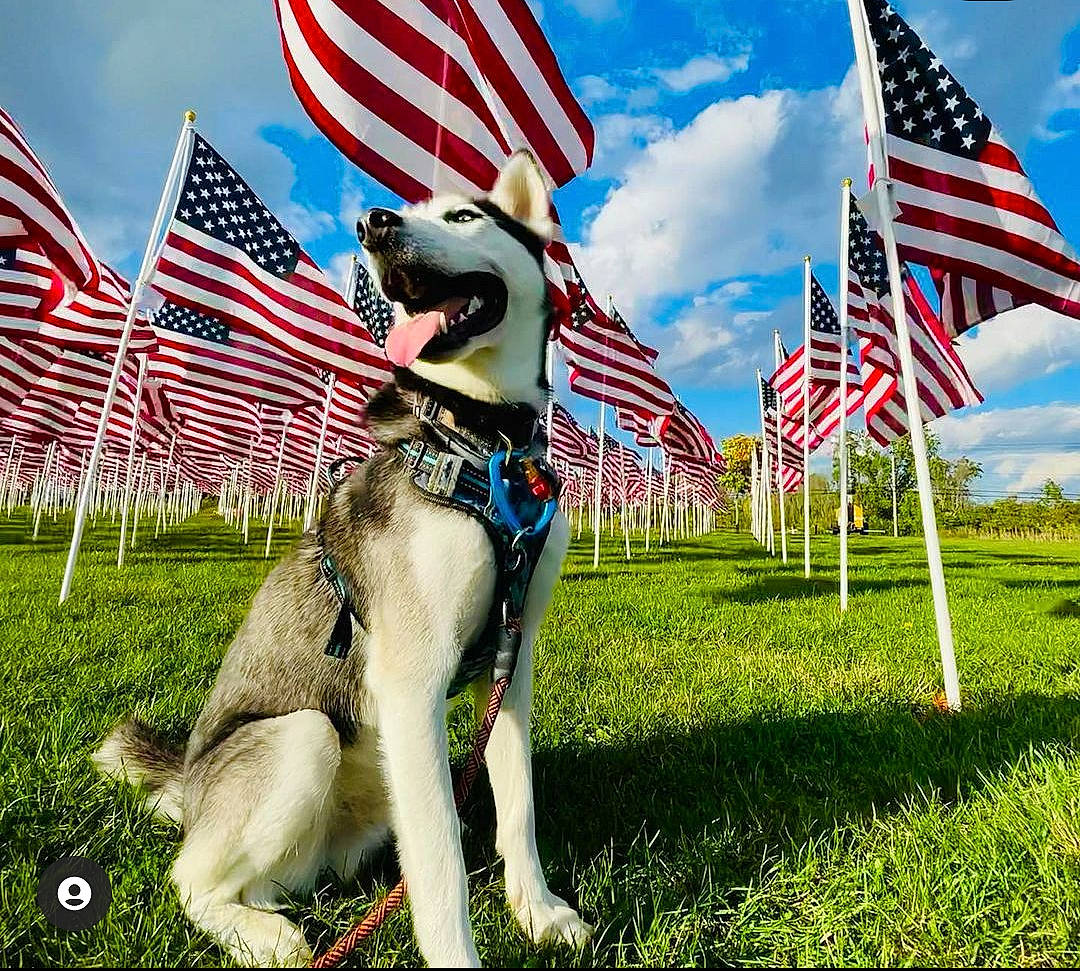 Kovu joined the competition — help win amazing prizes! carnivore, cloud, companion_dog, dog, dog_breed, dog_sports, electric_blue, event, flag, flag_day_usa, flag_of_the_united_states, grass, holiday, leisure, plant, pole, recreation, sculpture, sky, tree