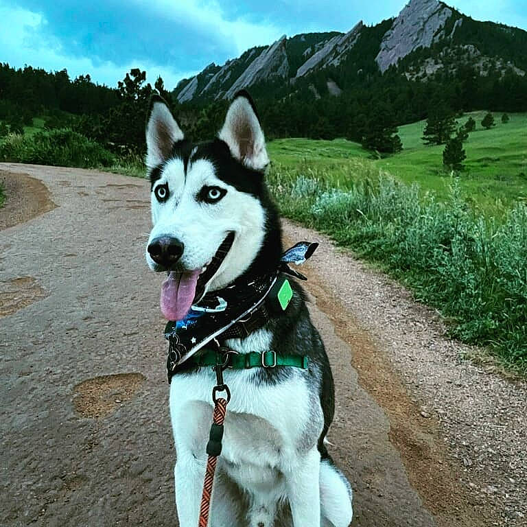 Kovu is registered to the contest to win money with this photo: canidae, carnivore, cloud, collar, companion_dog, dog, dog_breed, dog_collar, leash, mountain, mountain_range, mountainous_landforms, plant, recreation, siberian_husky, sky, sled_dog, sporting_group, tree, working_animal