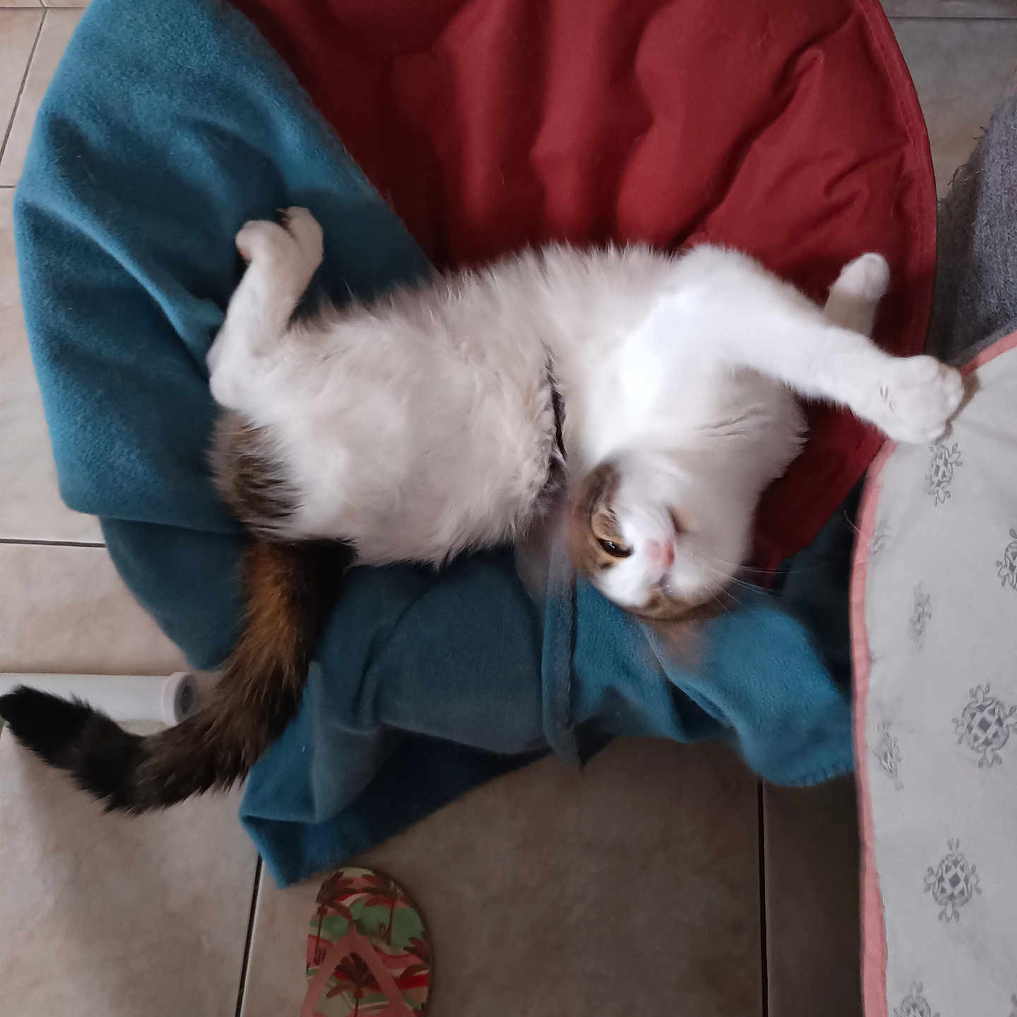Peter participe au concours pour gagner de l'argent avec cette photo : abyssinian, animal, architecture, armchair, blanket, building, cat, chair, couch, cushion, furniture, homedecor, indoors, kitten, livingroom, manx, person, pet, room, siamese