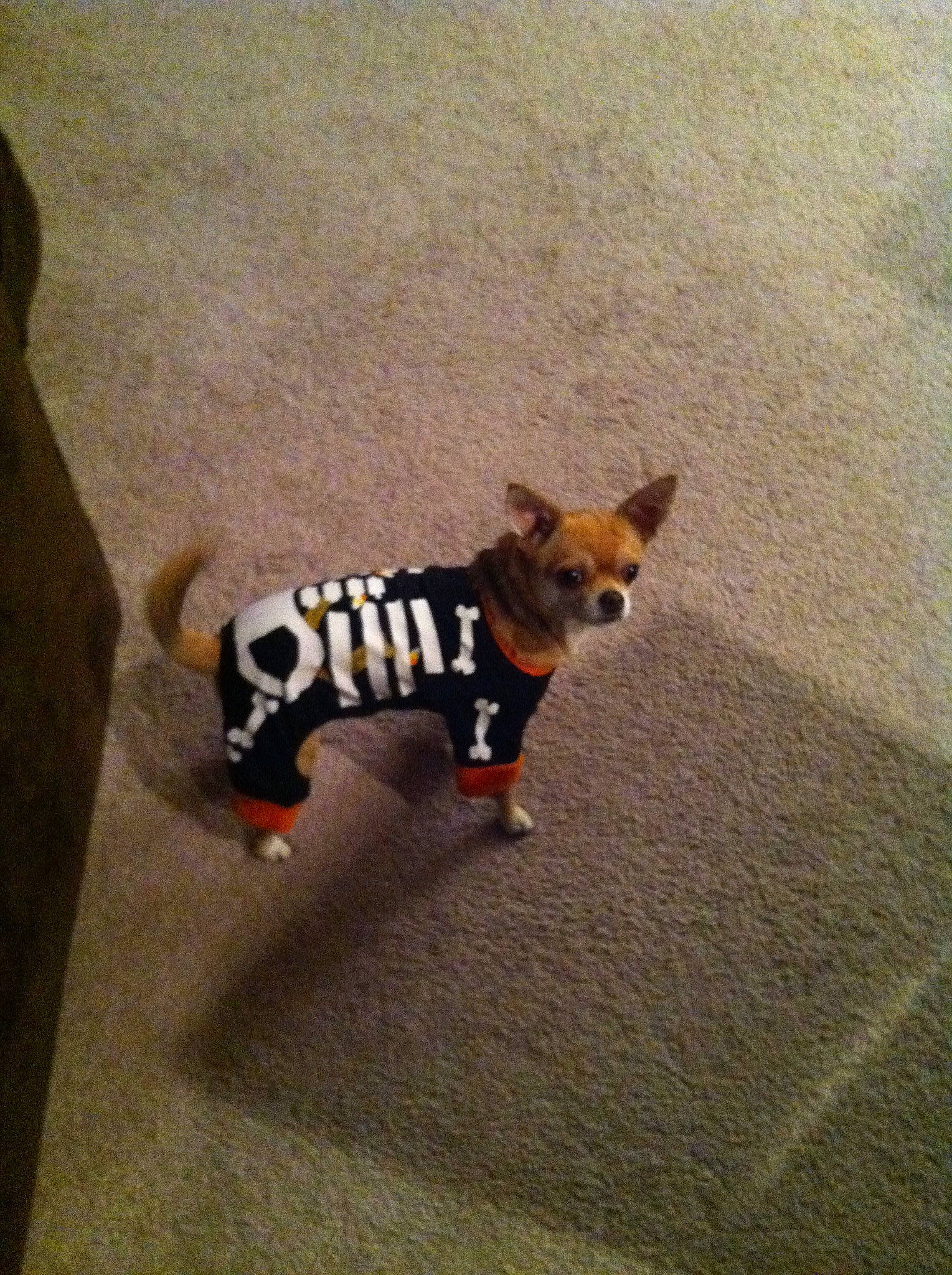 Meme joined the competition — help win amazing prizes! canidae, carnivore, chihuahua, companion_dog, dog, dog_breed, dog_clothes, dog_supply, fawn, felidae, flooring, fur, leash, pet_supply, snout, tail, toy, toy_dog, wood, working_animal