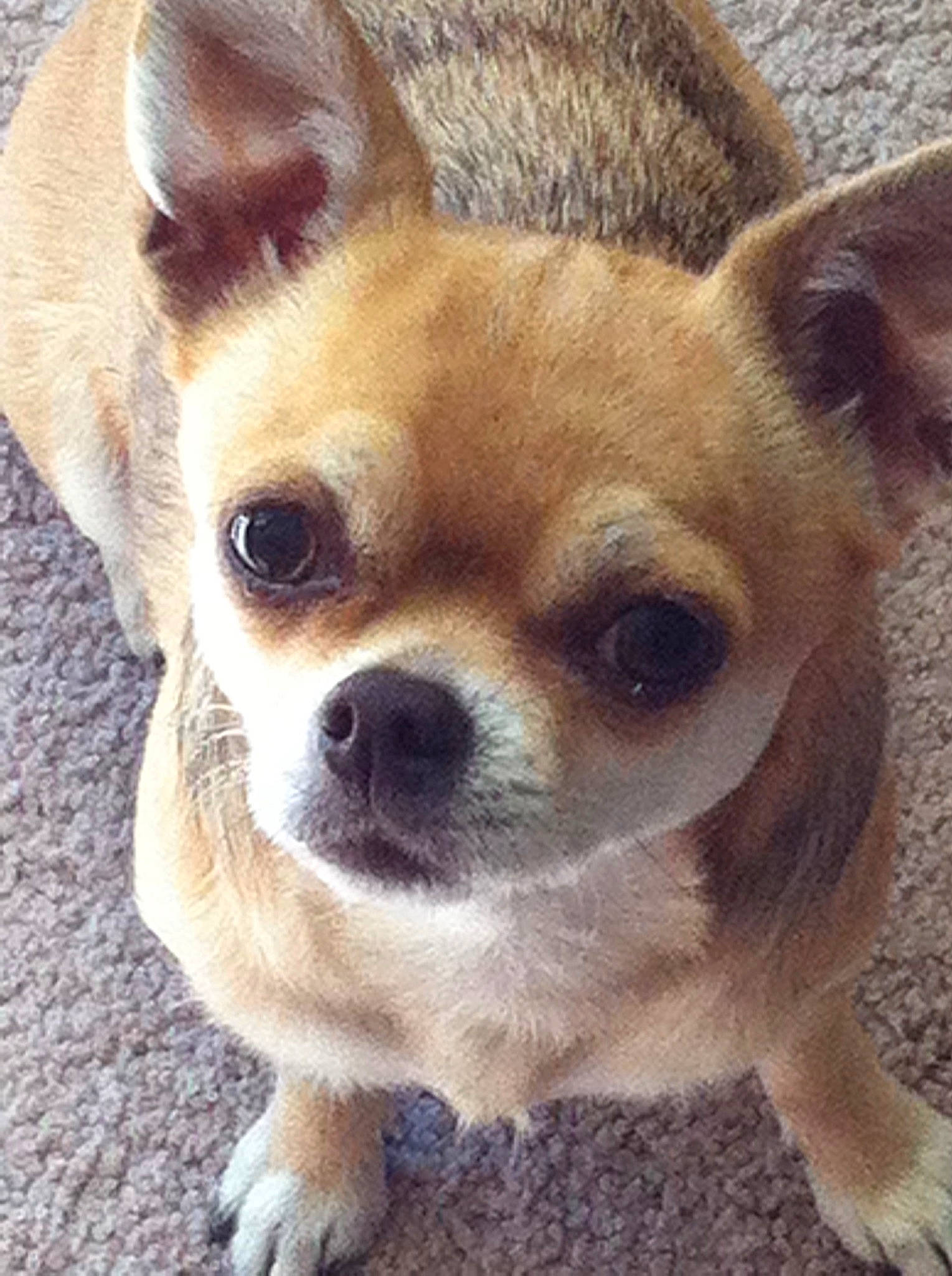 Meme is registered to the contest to win money with this photo: canidae, carnivore, chihuahua, companion_dog, corgi_chihuahua, dog, dog_breed, ear, eye, fawn, fur, head, liver, non_sporting_group, snout, sporting_group, terrestrial_animal, toy_dog, whiskers, working_animal