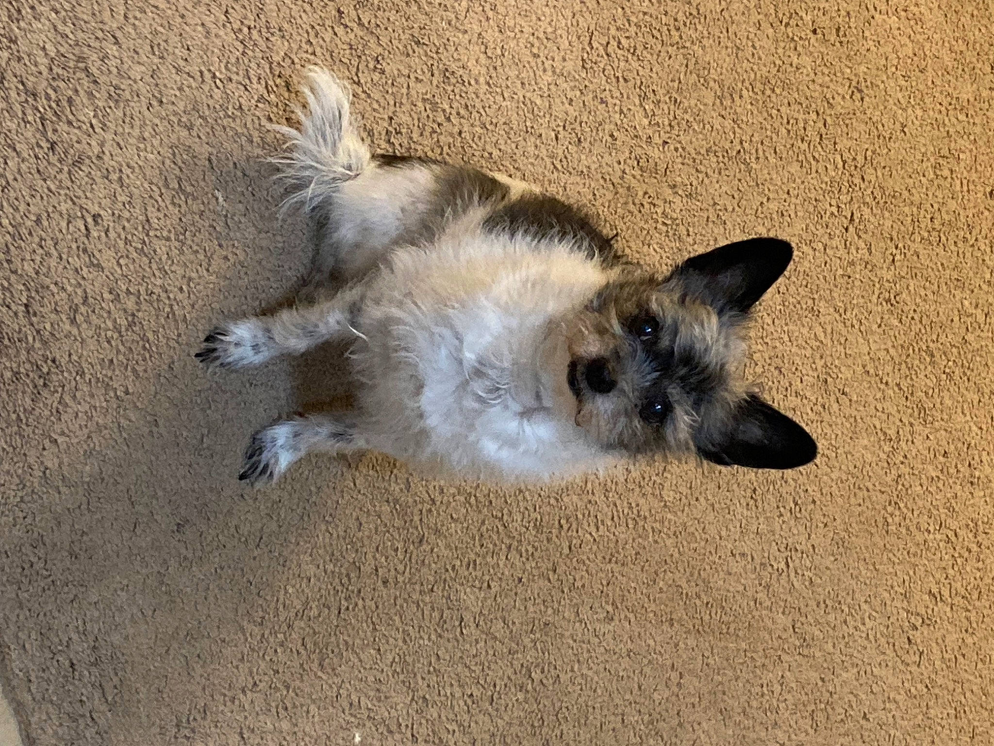 Fiona is registered to the contest to win money with this photo: canidae, carnivore, companion_dog, dog, dog_breed, fawn, felidae, fur, paw, small_to_medium_sized_cats, soil, sporting_group, tail, terrestrial_animal, whiskers