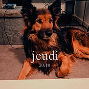 Cooki participe au concours pour gagner de l'argent avec cette photo : animal, architecture, building, canine, computerhardware, couch, dog, electronics, entertainmentcenter, furniture, hardware, indoors, interiordesign, livingroom, monitor, pet, room, screen, table, tv