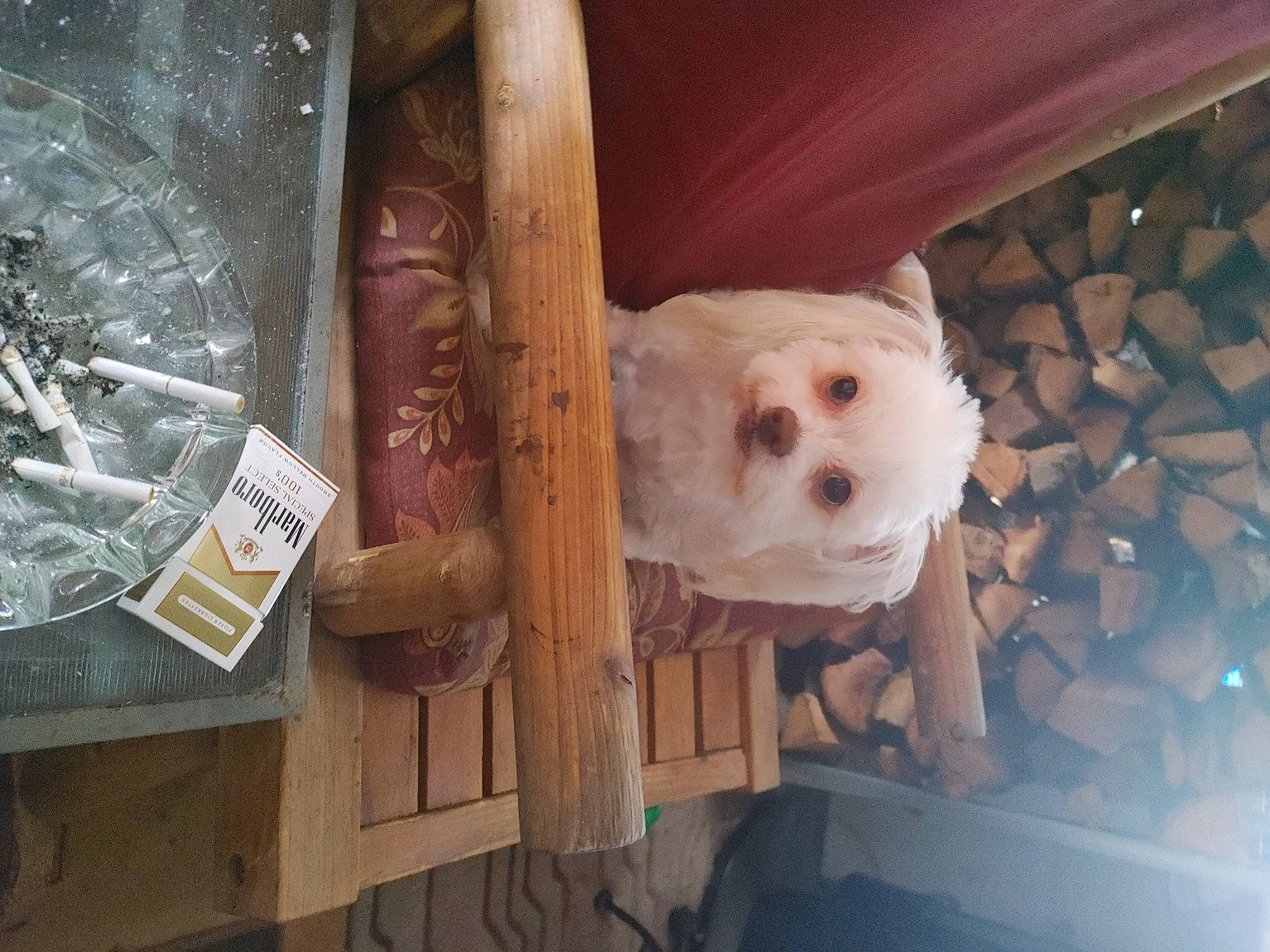 Clyde joined the competition — help win amazing prizes! canidae, carnivore, companion_dog, dog, dog_breed, dog_supply, fawn, fur, hardwood, non_sporting_group, pet_supply, puppy, room, snout, sporting_group, stuffed_toy, toy, toy_dog, wood, working_animal