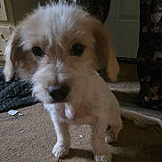 Spot is registered to the contest to win money with this photo: puppy, dog, indoor, carpet, closeup, pet, animal, young, small, white, tan, fur, cute, sitting, floor, canine, companion, domestic, young_animal, curious