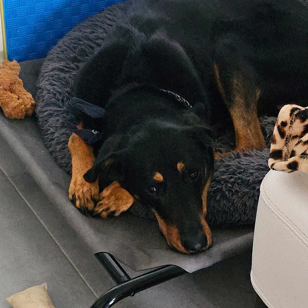 Shadow participe au concours pour gagner de l'argent avec cette photo : animal, appenzeller, architecture, building, canine, chair, couch, cushion, dog, dogbed, furniture, germanshepherd, homedecor, hound, labradorretriever, person, pet, policedog, puppy, sleeping