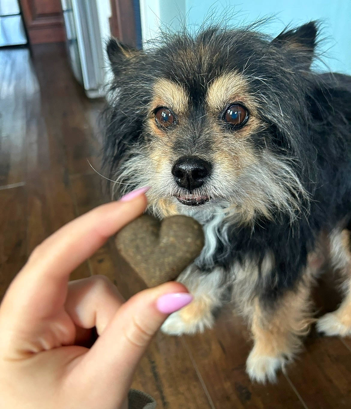 Charlie joined the competition — help win amazing prizes! canidae, carnivore, companion_dog, dog, dog_breed, fur, paw, puppy, small_terrier, snout, sporting_group, terrestrial_animal, terrier, toy_dog, whiskers, working_dog, yorkipoo, yorkshire_terrier