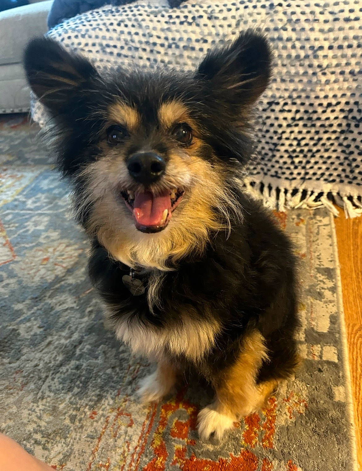 Charlie joined the competition — help win amazing prizes! canidae, carnivore, collar, companion_dog, dog, dog_breed, dog_collar, dog_supply, fawn, fur, leash, plant, snout, sporting_group, tail, terrestrial_animal, toy_dog, whiskers, working_animal, working_dog