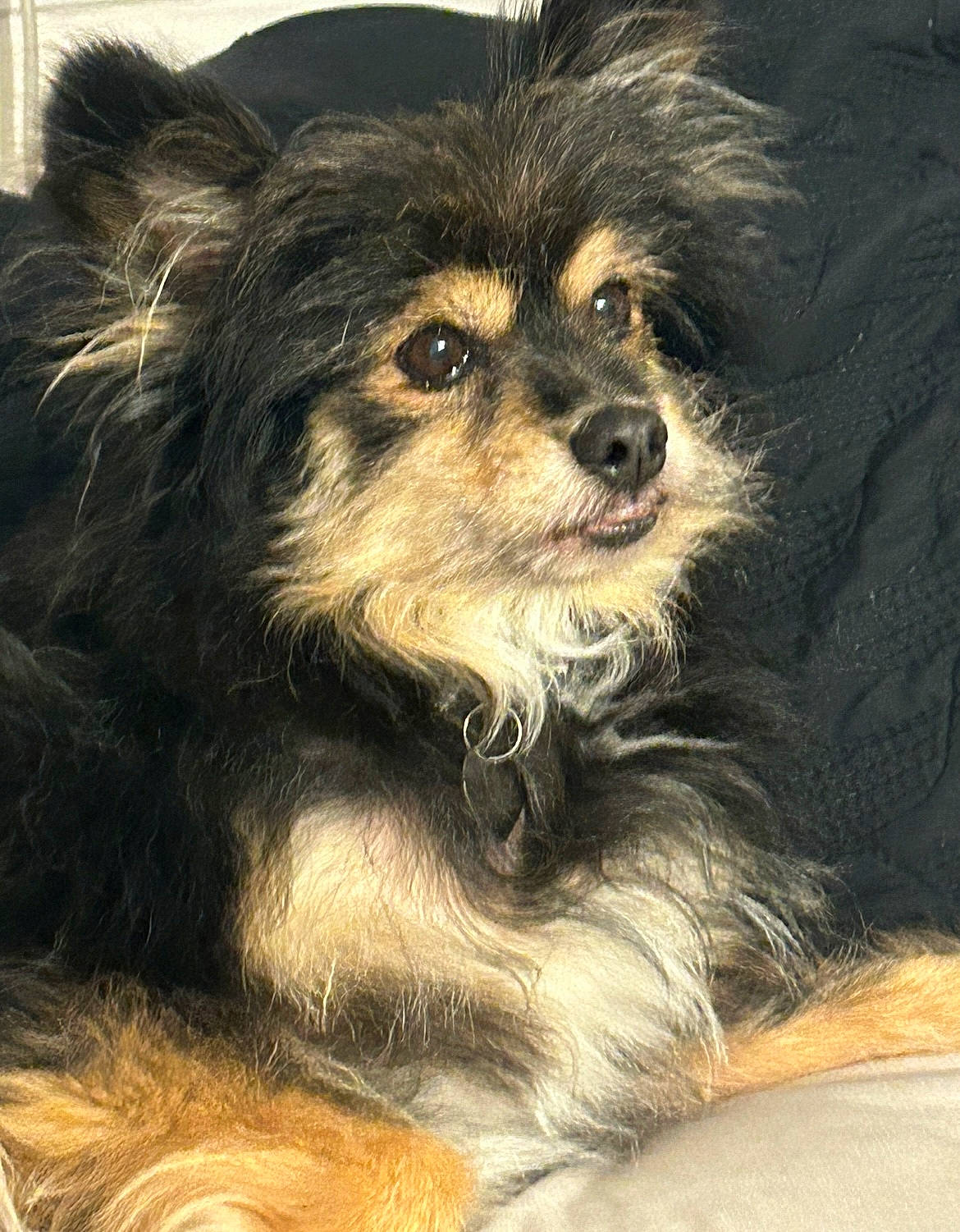 Charlie joined the competition — help win amazing prizes! ancient_dog_breeds, ball, canidae, carnivore, companion_dog, dog, dog_breed, fur, iris, puppy, snout, sporting_group, terrestrial_animal, toy_dog, whiskers, working_dog