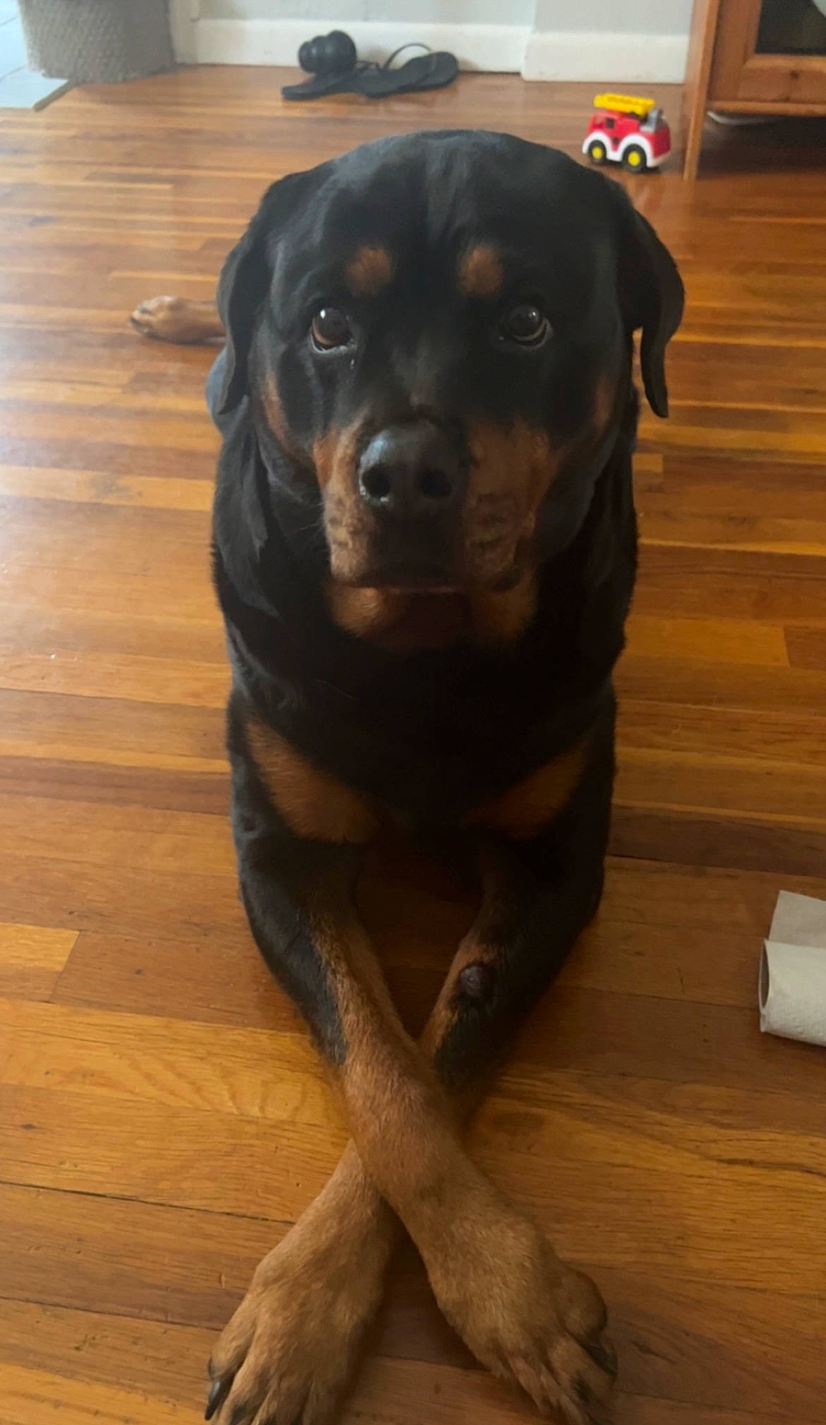 Kona joined the competition — help win amazing prizes! carnivore, companion_dog, dog, dog_breed, fawn, flooring, fur, guard_dog, hardwood, laminate_flooring, plank, rottweiler, snout, sporting_group, terrestrial_animal, varnish, wood, wood_flooring, wood_stain, working_animal