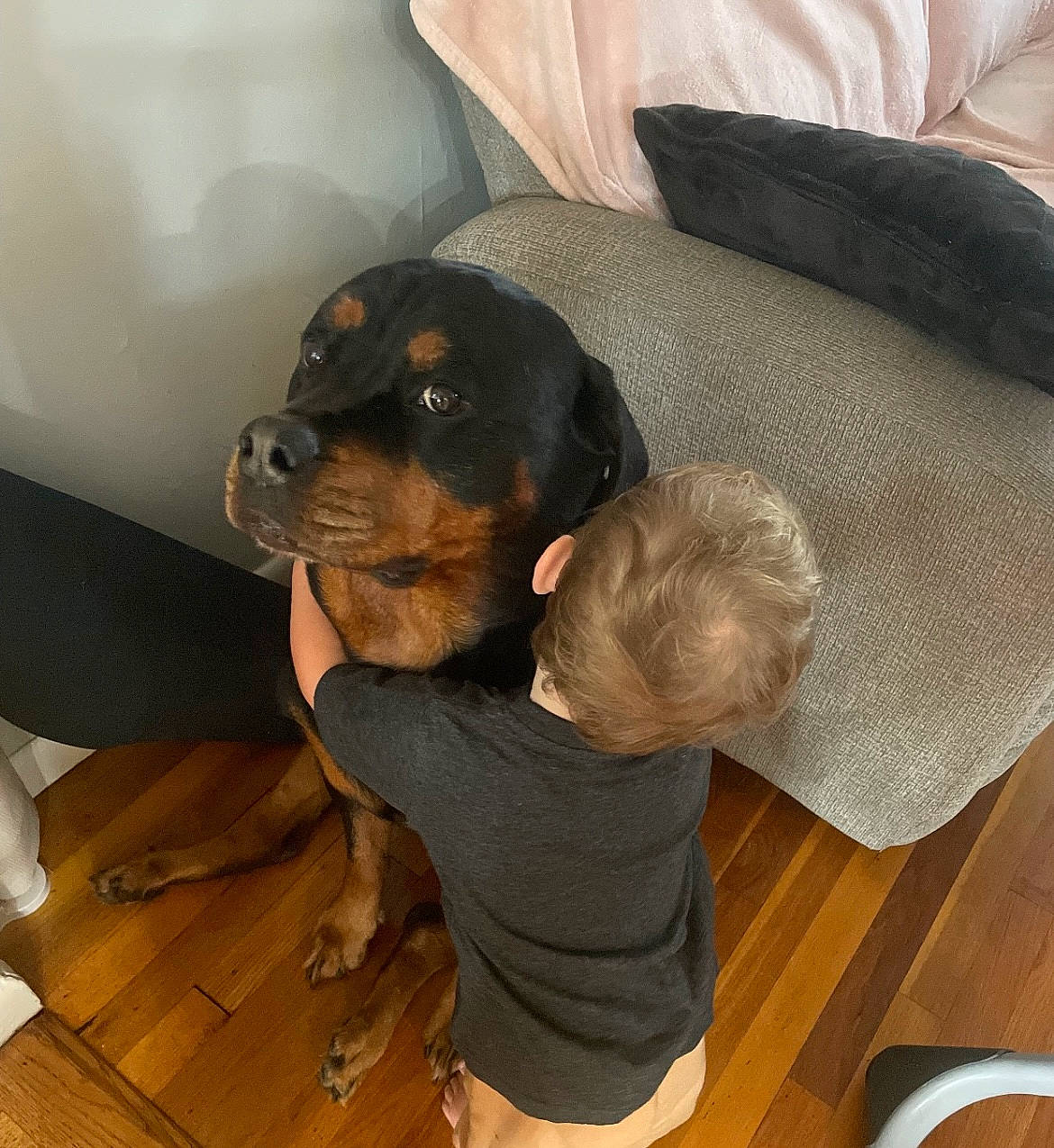 Kona is registered to the contest to win money with this photo: canidae, carnivore, comfort, companion_dog, dog, dog_breed, dog_supply, fawn, flooring, fur, guard_dog, hardwood, liver, pet_supply, snout, sporting_group, toy_dog, wood, wood_flooring, working_animal