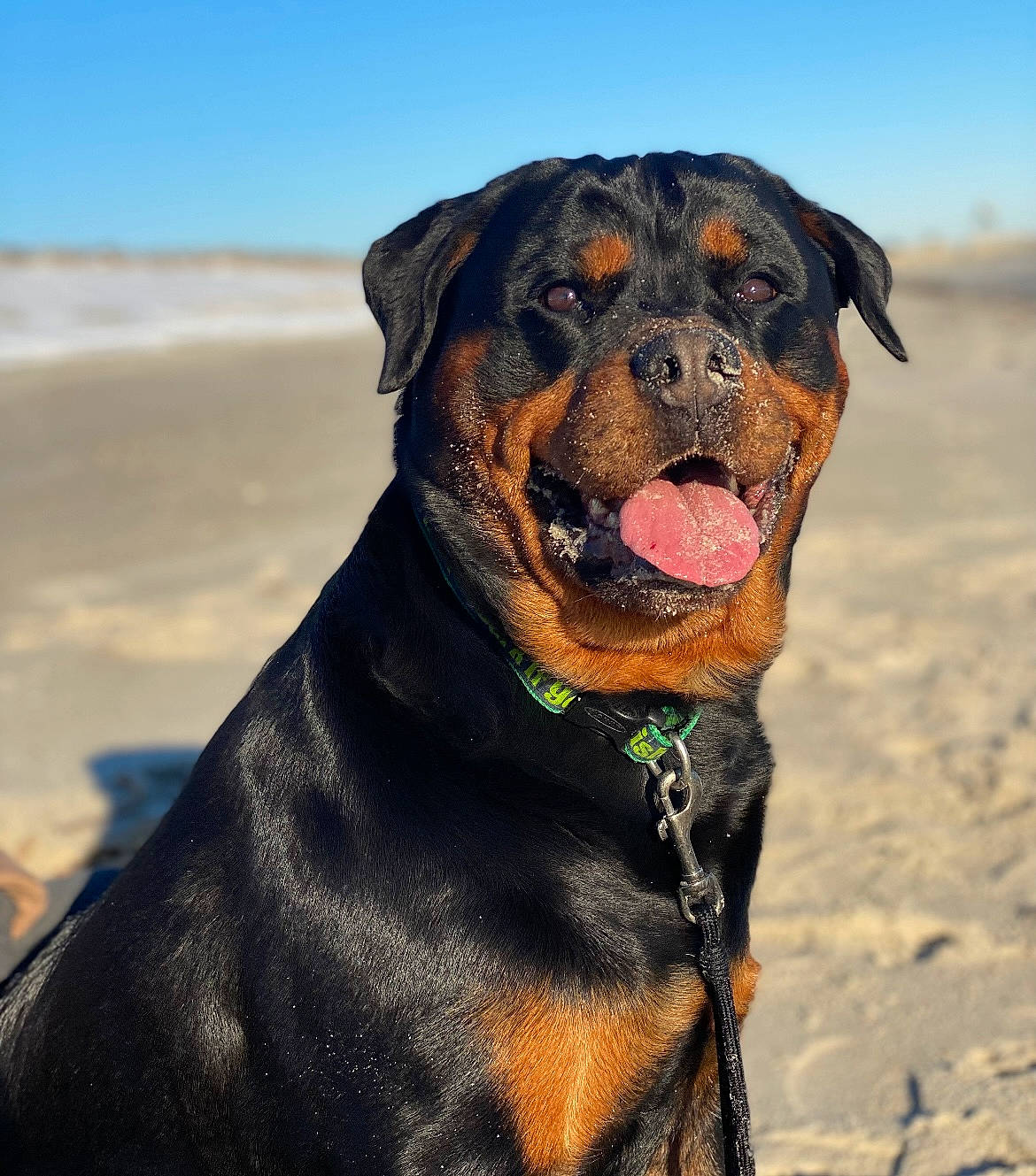 Kona is registered to the contest to win money with this photo: canidae, carnivore, collar, companion_dog, dog, dog_breed, dog_collar, fawn, fur, giant_dog_breed, guard_dog, hunting_dog, landscape, molosser, rottweiler, sky, snout, sporting_group, working_animal, working_dog