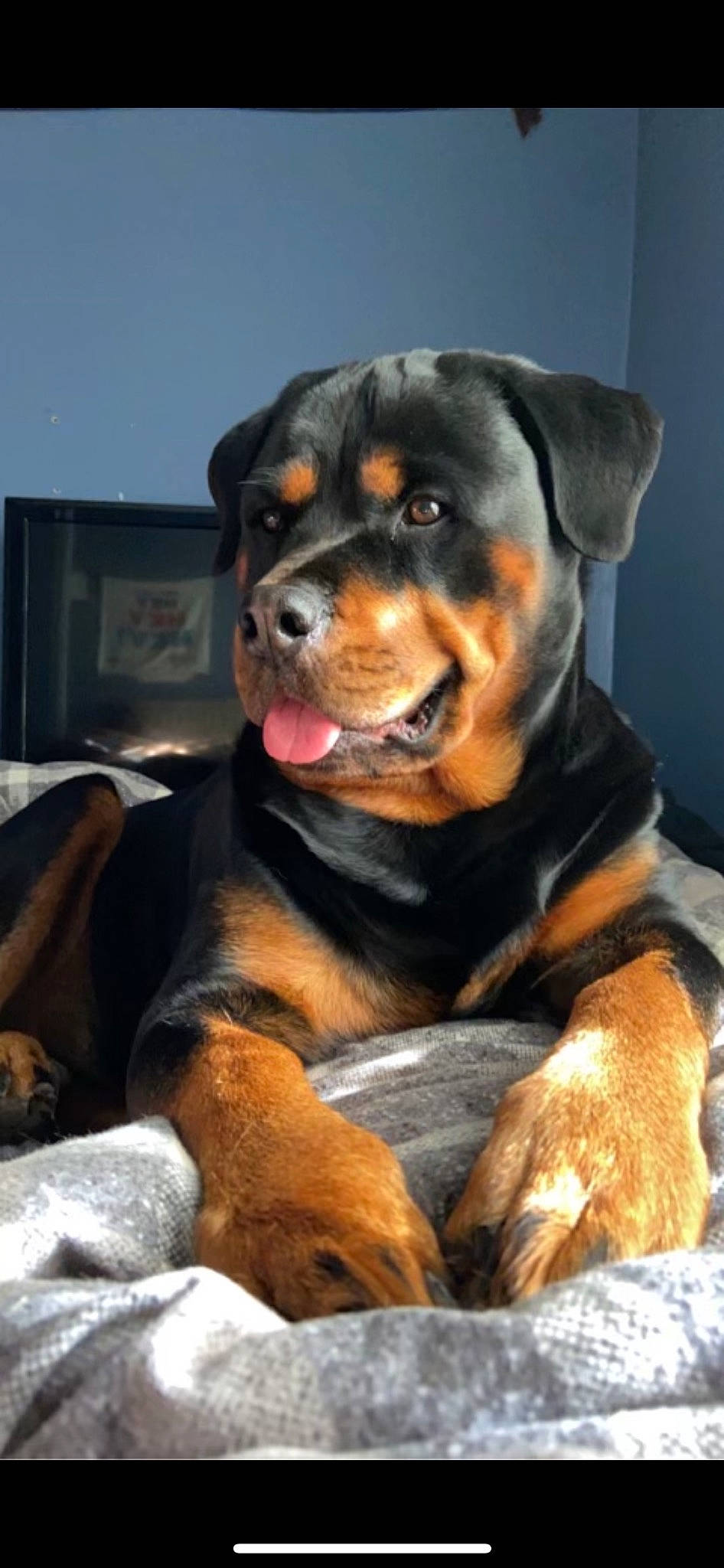 Kona joined the competition — help win amazing prizes! carnivore, comfort, companion_dog, computer_keyboard, dog, dog_breed, fawn, fur, guard_dog, hunting_dog, rottweiler, sitting, snout, sporting_group, television, terrestrial_animal, working_animal, working_dog