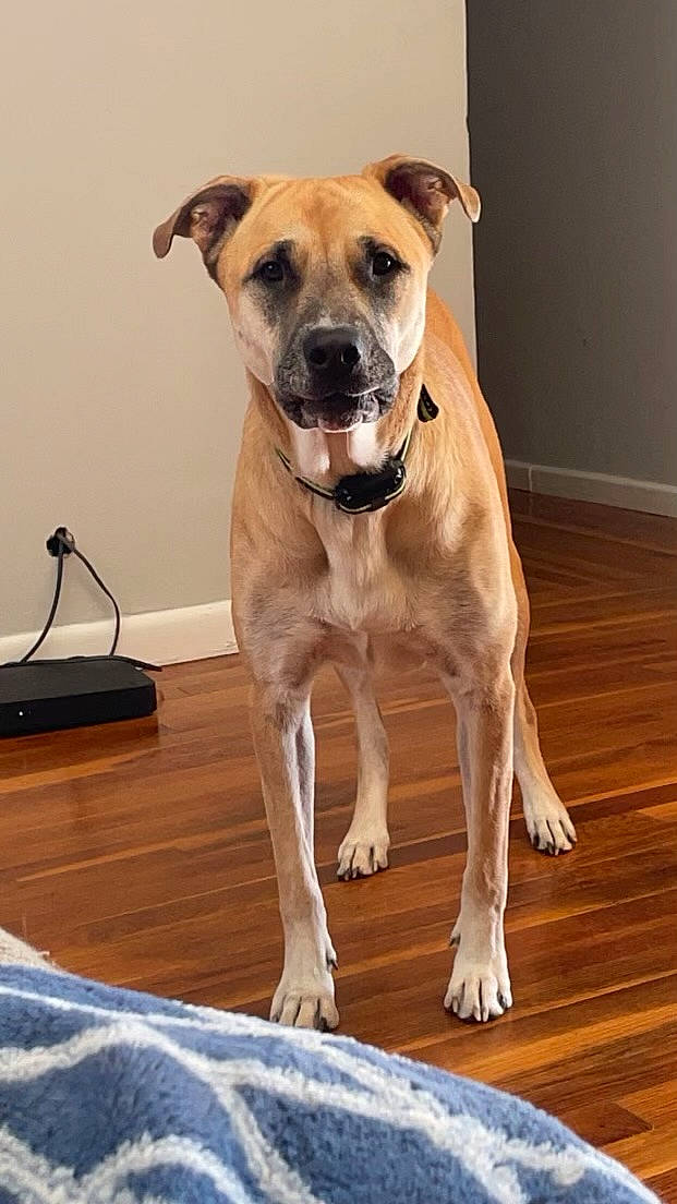 Oakley is registered to the contest to win money with this photo: ancient_dog_breeds, carnivore, collar, companion_dog, dog, dog_breed, dog_collar, dog_supply, fawn, flooring, guard_dog, hardwood, paw, pet_supply, whiskers, wood, wood_flooring, working_animal, working_dog