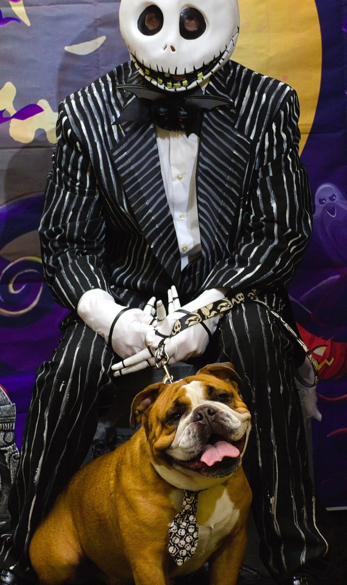 Jack is registered to the contest to win money with this photo: blazer, bow_tie, carnivore, collar, companion_dog, dog, dog_breed, dress_shirt, eyewear, fawn, fedora, formal_wear, glove, hat, jewellery, leather_jacket, necklace, sleeve, suit, tie