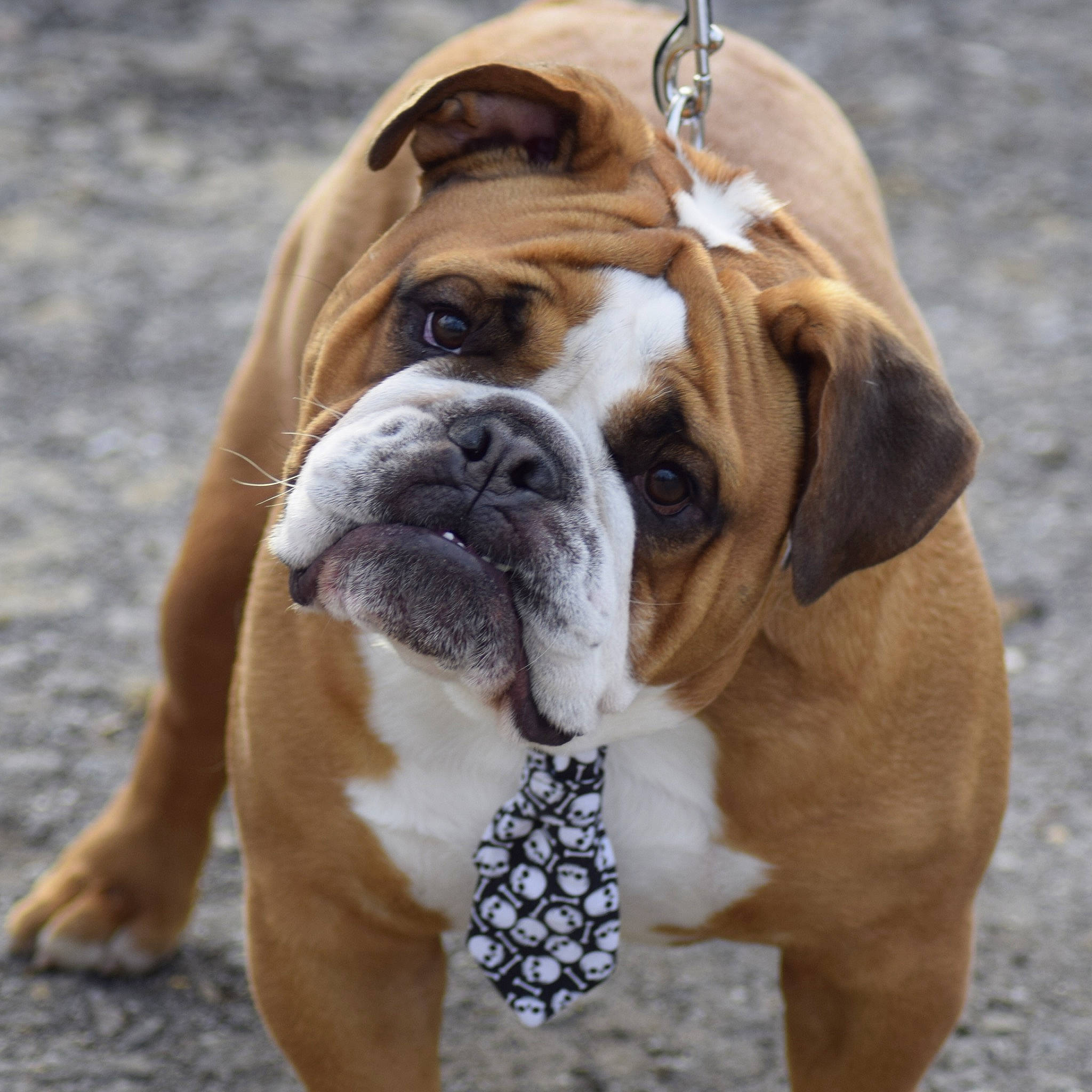 Jack is registered to the contest to win money with this photo: biting, bored, bulldog, canidae, carnivore, collar, companion_dog, dog, dog_breed, dog_collar, dog_supply, fawn, liver, non_sporting_group, snout, sporting_group, terrestrial_animal, working_animal, working_dog, wrinkle