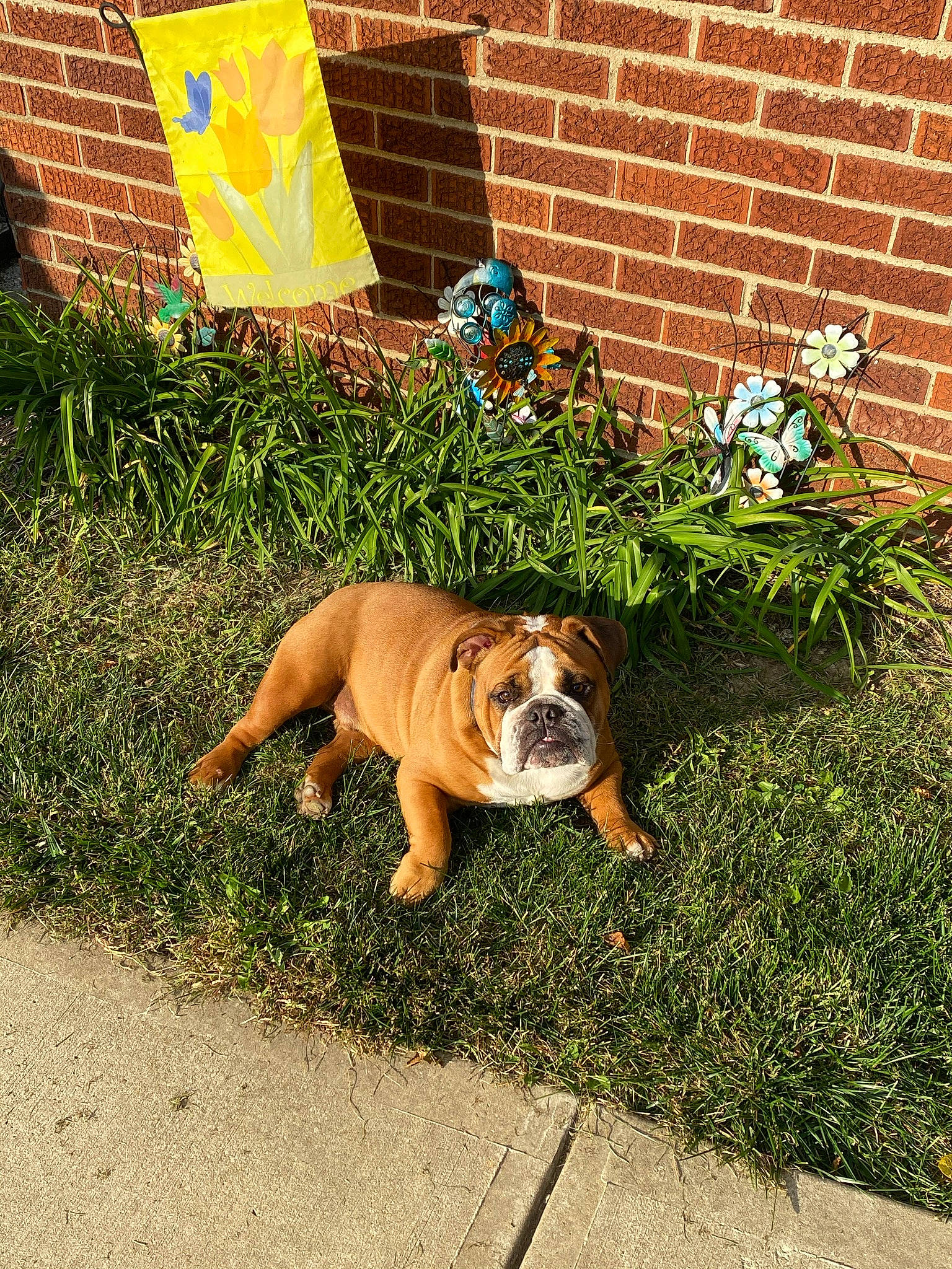Jack joined the competition — help win amazing prizes! brick, brickwork, bulldog, carnivore, companion_dog, dog, dog_breed, fawn, flooring, garden, grass, groundcover, landscape, landscaping, lawn, plant, road_surface, sidewalk, sporting_group, tail