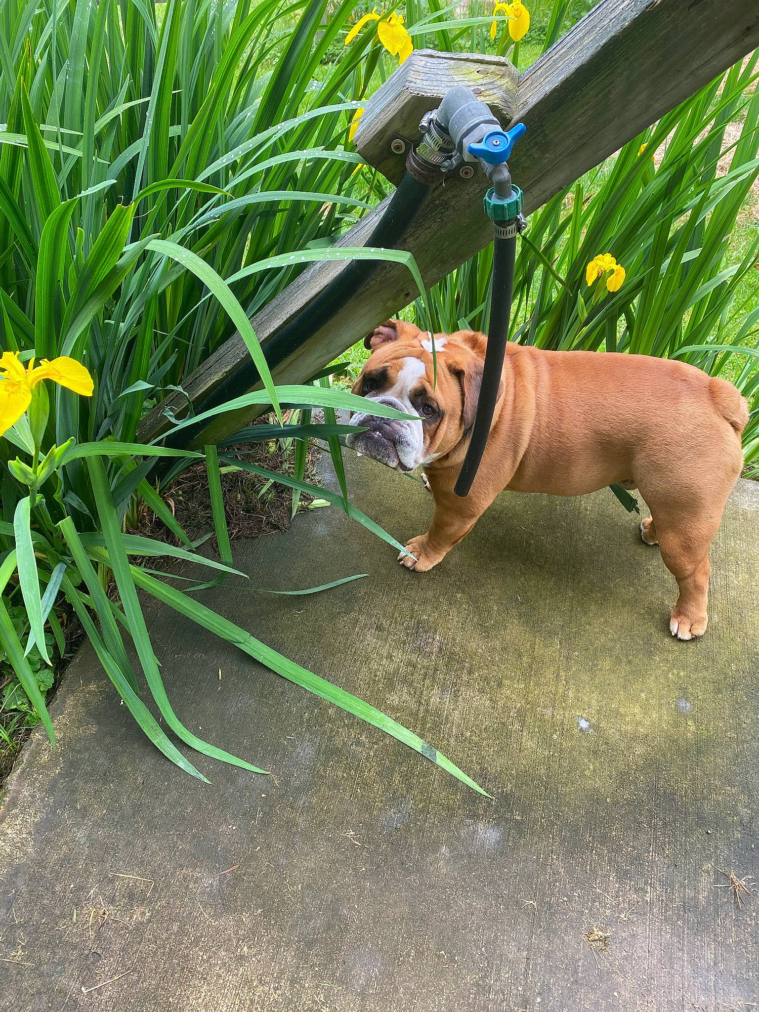 Jack is registered to the contest to win money with this photo: carnivore, collar, companion_dog, dog, dog_breed, dog_collar, dog_supply, fawn, flower, garden_hose, grass, hose, leash, pet_supply, plant, sporting_group, tail, terrestrial_plant, toy_dog, working_animal