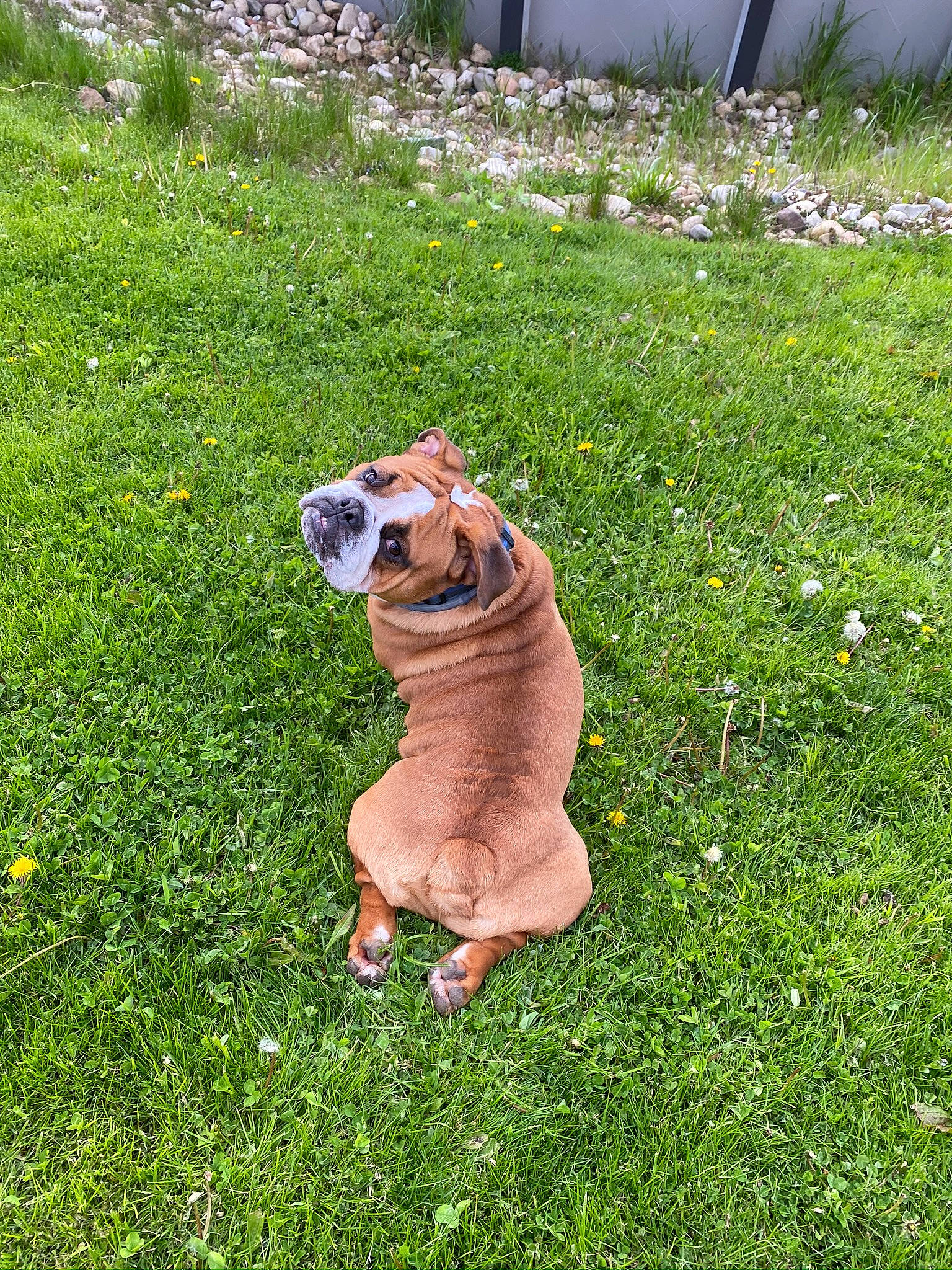 Jack joined the competition — help win amazing prizes! ball, carnivore, companion_dog, dog, dog_breed, fawn, felidae, grass, grass_family, grassland, groundcover, lawn_ornament, leash, plant, stuffed_toy, tail, terrestrial_animal, toy, toy_dog, working_animal