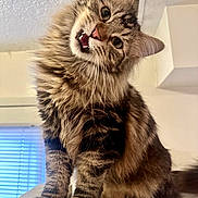 Baby Dubs is registered to the contest to win money with this photo: cat, tabby, fluffy, indoor, pet, feline, curious, head_tilt, whiskers, paws, fur, closeup, window, blinds, house, cute, animal, looking, expression, domestic