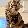 cat, tabby, fluffy, indoor, pet, feline, curious, head_tilt, whiskers, paws, fur, closeup, window, blinds, house, cute, animal, looking, expression, domestic