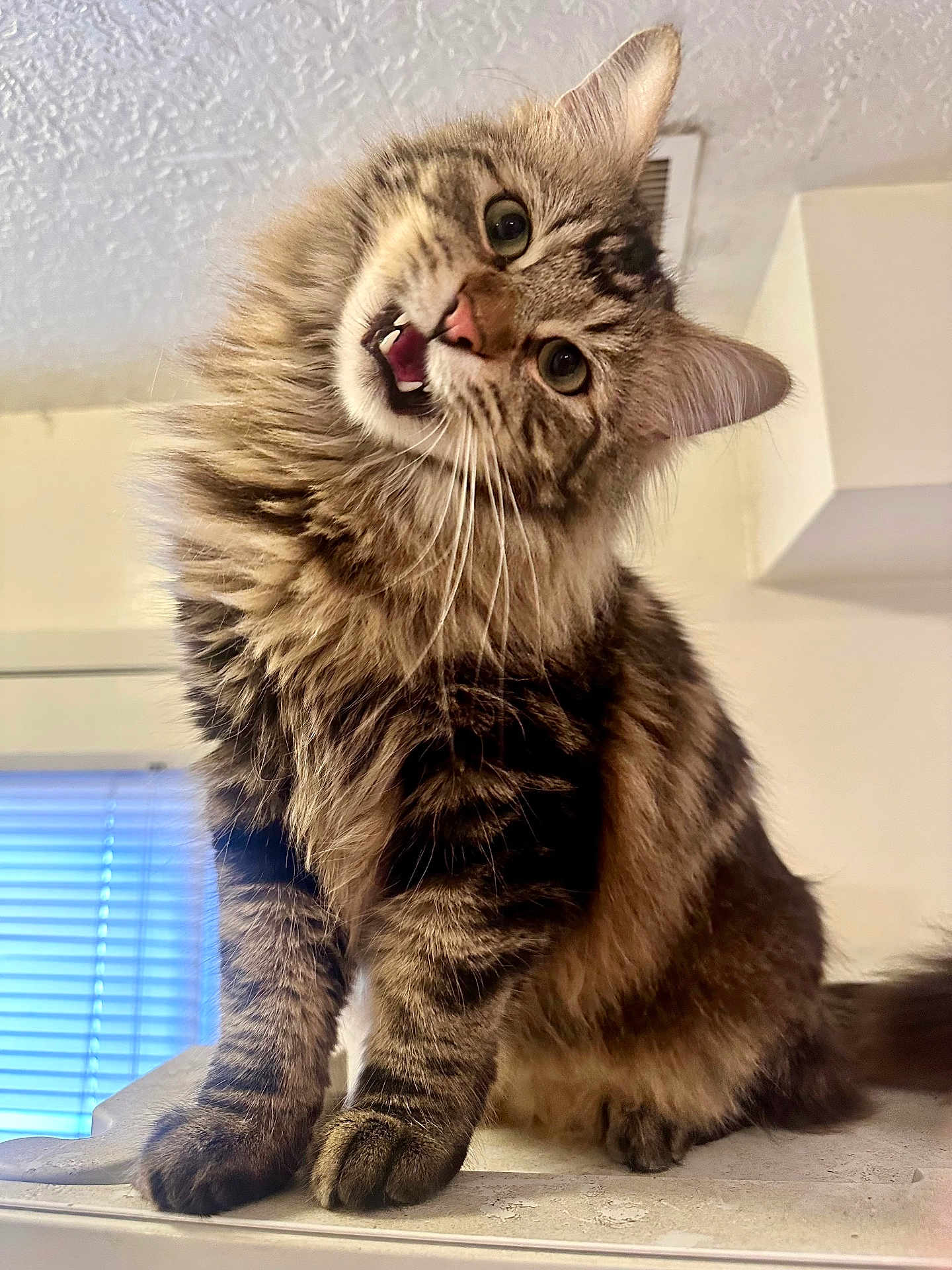 Baby Dubs is registered to the contest to win money with this photo: cat, tabby, fluffy, indoor, pet, feline, curious, head_tilt, whiskers, paws, fur, closeup, window, blinds, house, cute, animal, looking, expression, domestic