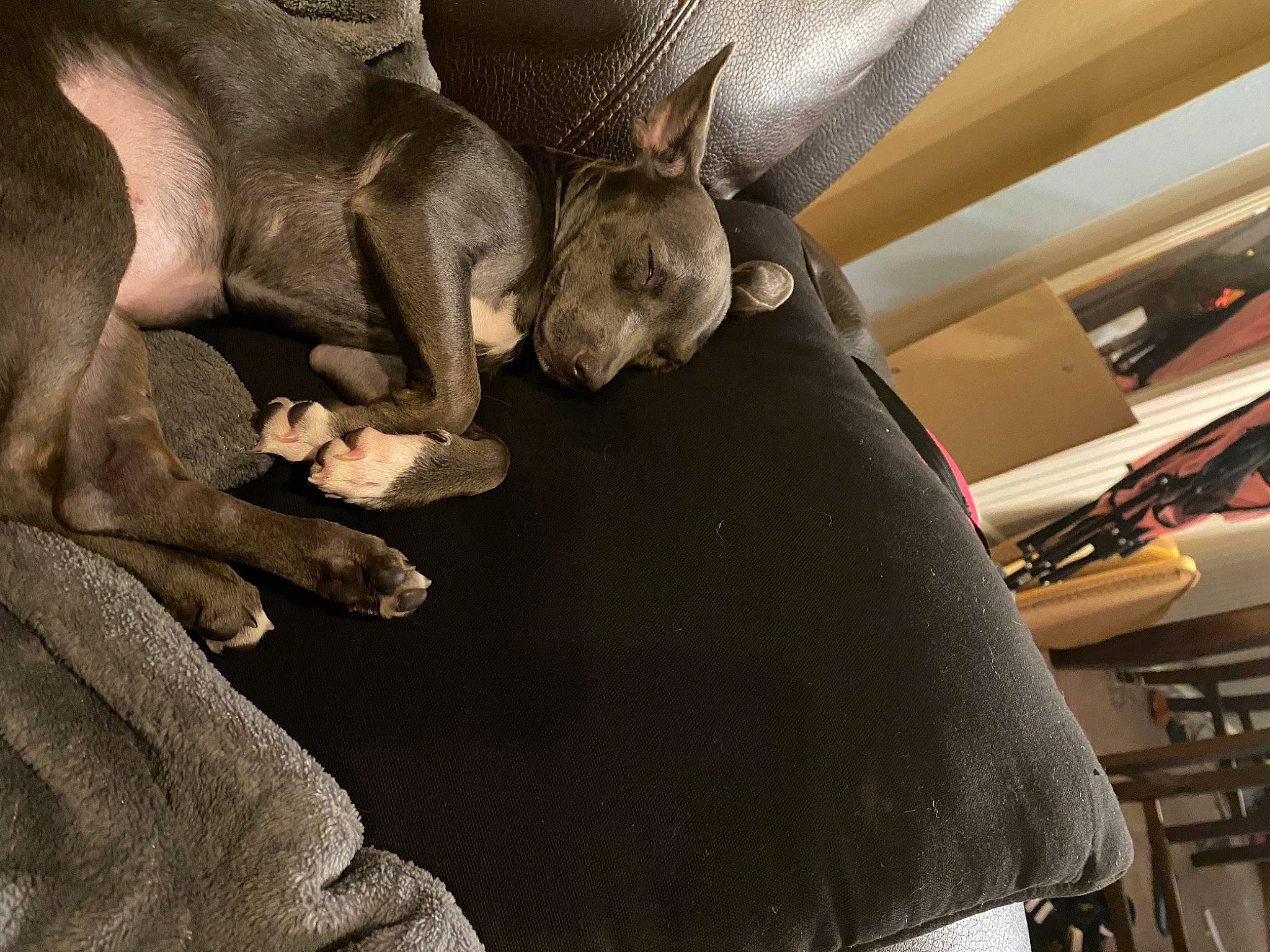 Stormy is registered to the contest to win money with this photo: asian, carnivore, cat, cornish_rex, devon_rex, donskoy, fawn, felidae, peterbald, russian_blue, small_to_medium_sized_cats, snout, sphynx, ukrainian_levkoy, whiskers