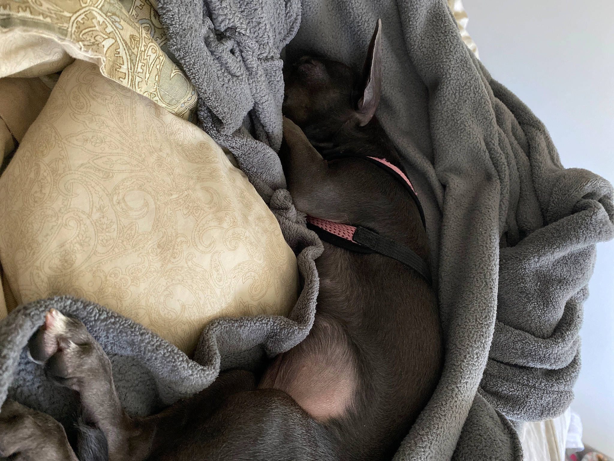 Stormy joined the competition — help win amazing prizes! fawn, fur, outerwear, weimaraner