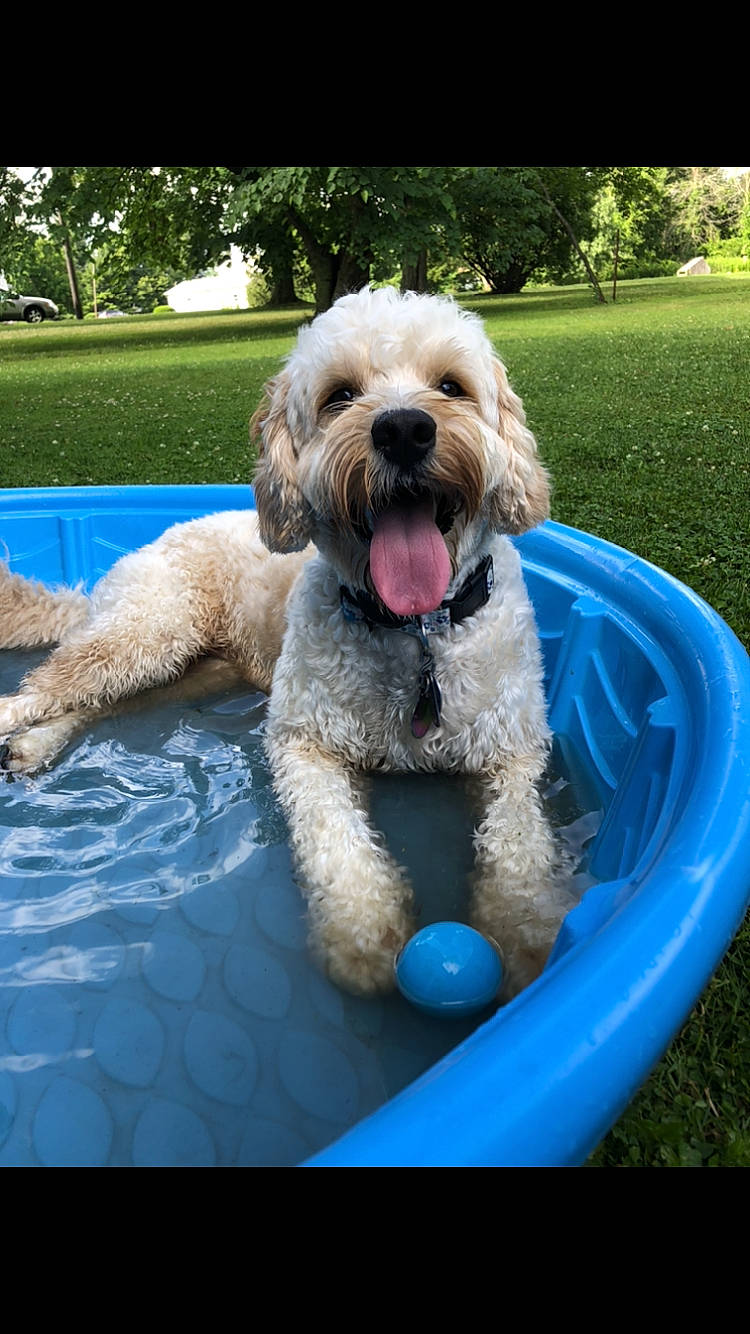 Scout joined the competition — help win amazing prizes! canidae, carnivore, companion_dog, dog, dog_breed, dog_collar, dog_supply, grass, leisure, liver, plant, poodle_crossbreed, small_terrier, snout, sporting_group, terrier, toy_dog, tree, water, water_dog