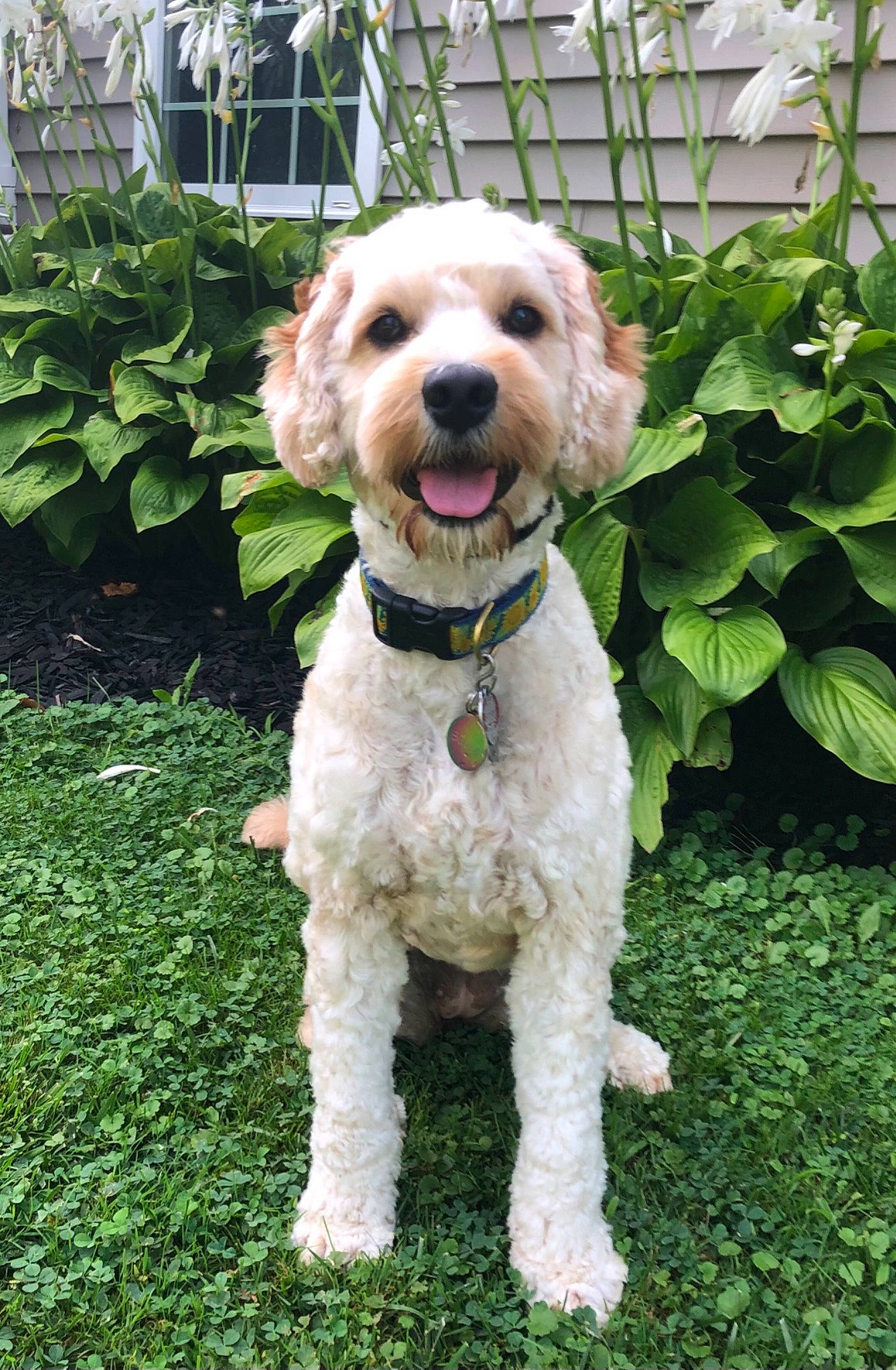 Scout is registered to the contest to win money with this photo: canidae, carnivore, collar, companion_dog, dog, dog_breed, dog_collar, dog_supply, fawn, grass, leash, pet_supply, plant, poodle, snout, spaniel, sporting_group, terrier, toy_dog, water_dog